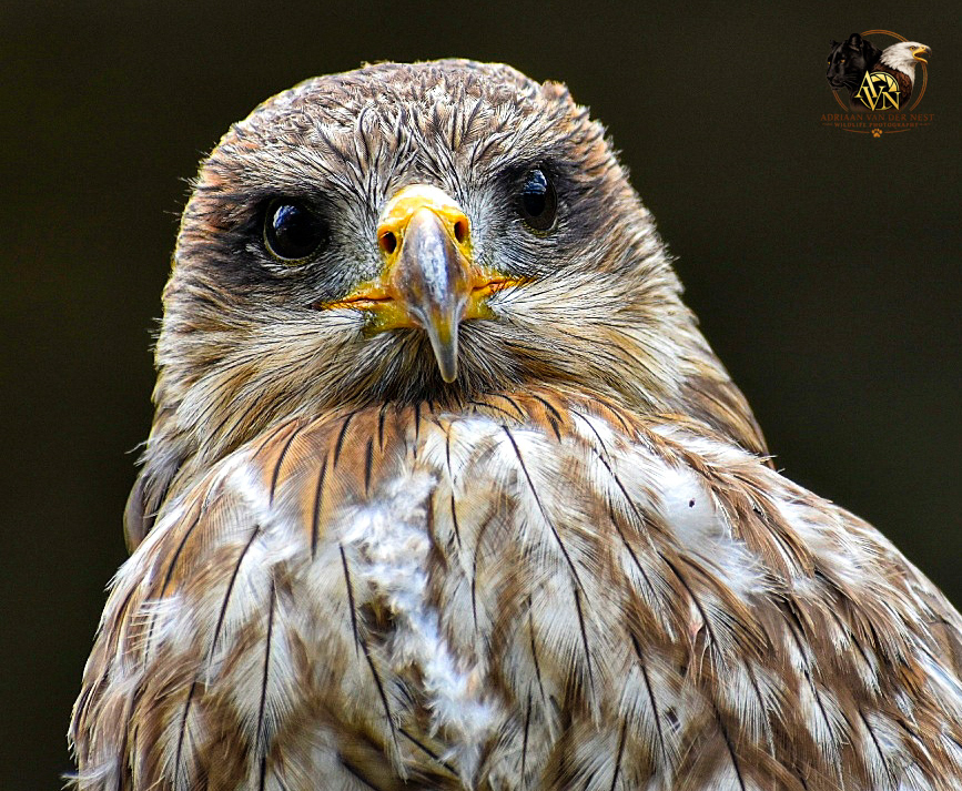 Yellow-billed Kite/Geekbek Valk
