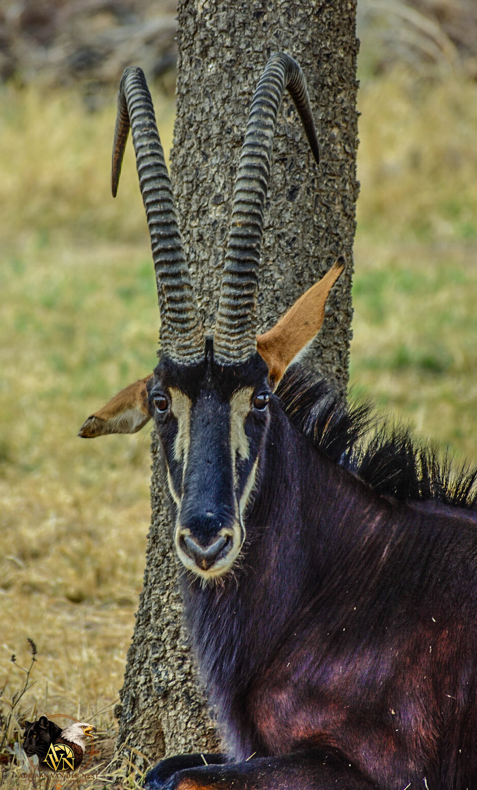 Sable/Swartwitpens