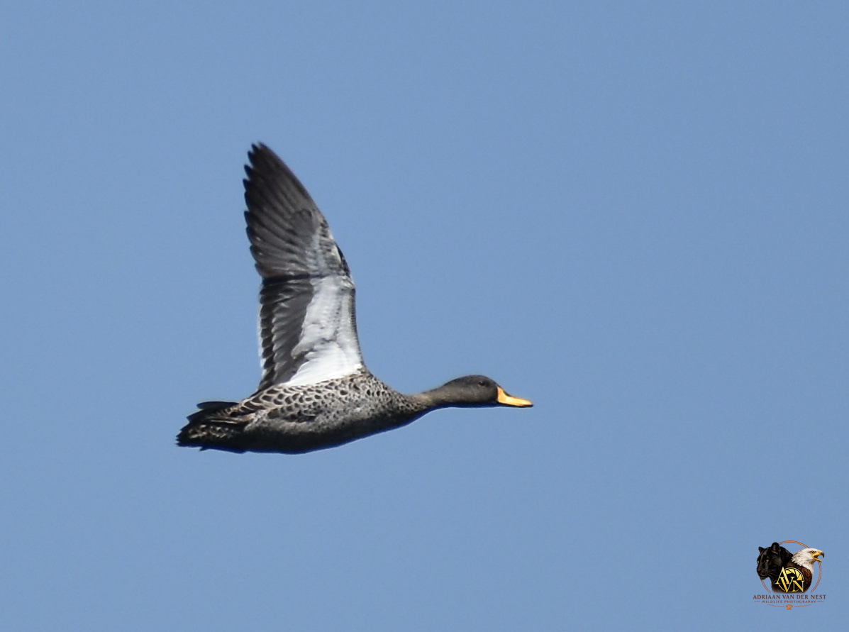 Yellow billed Duck/Geelbek gans