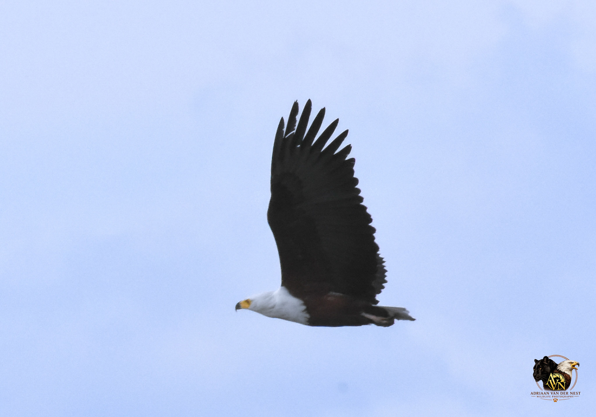 African Fish Eagle/Afrika Vis Arend
