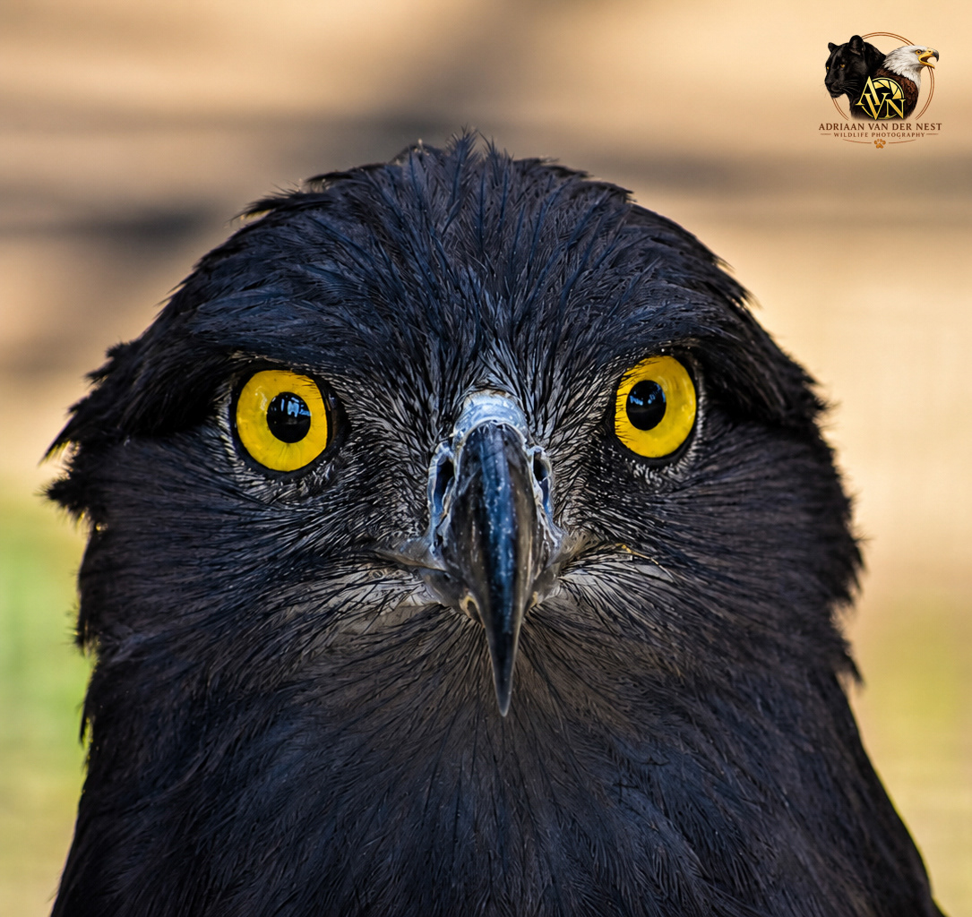 Long-crested Eagle/Langkuif Arend