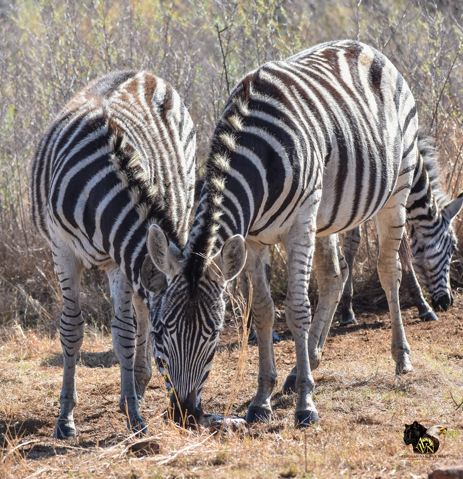 Zebra