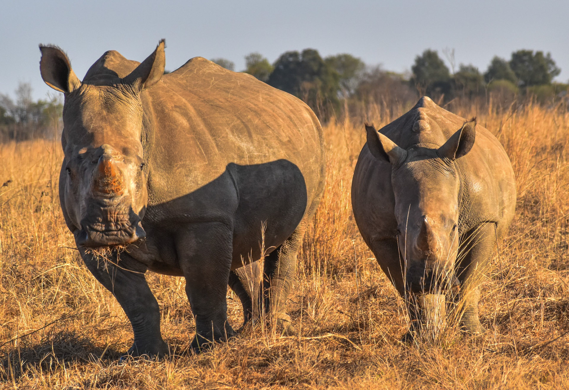 White Rhinoceros/Wit Renoster