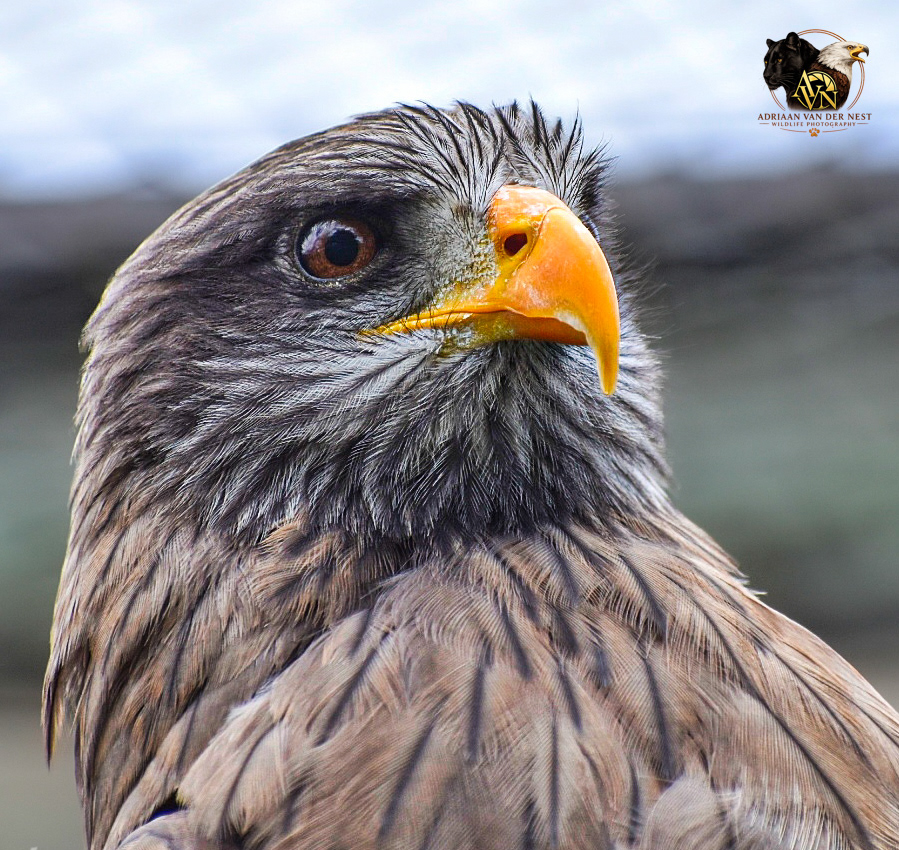 Yellow-billed Kite/Geekbek Valk