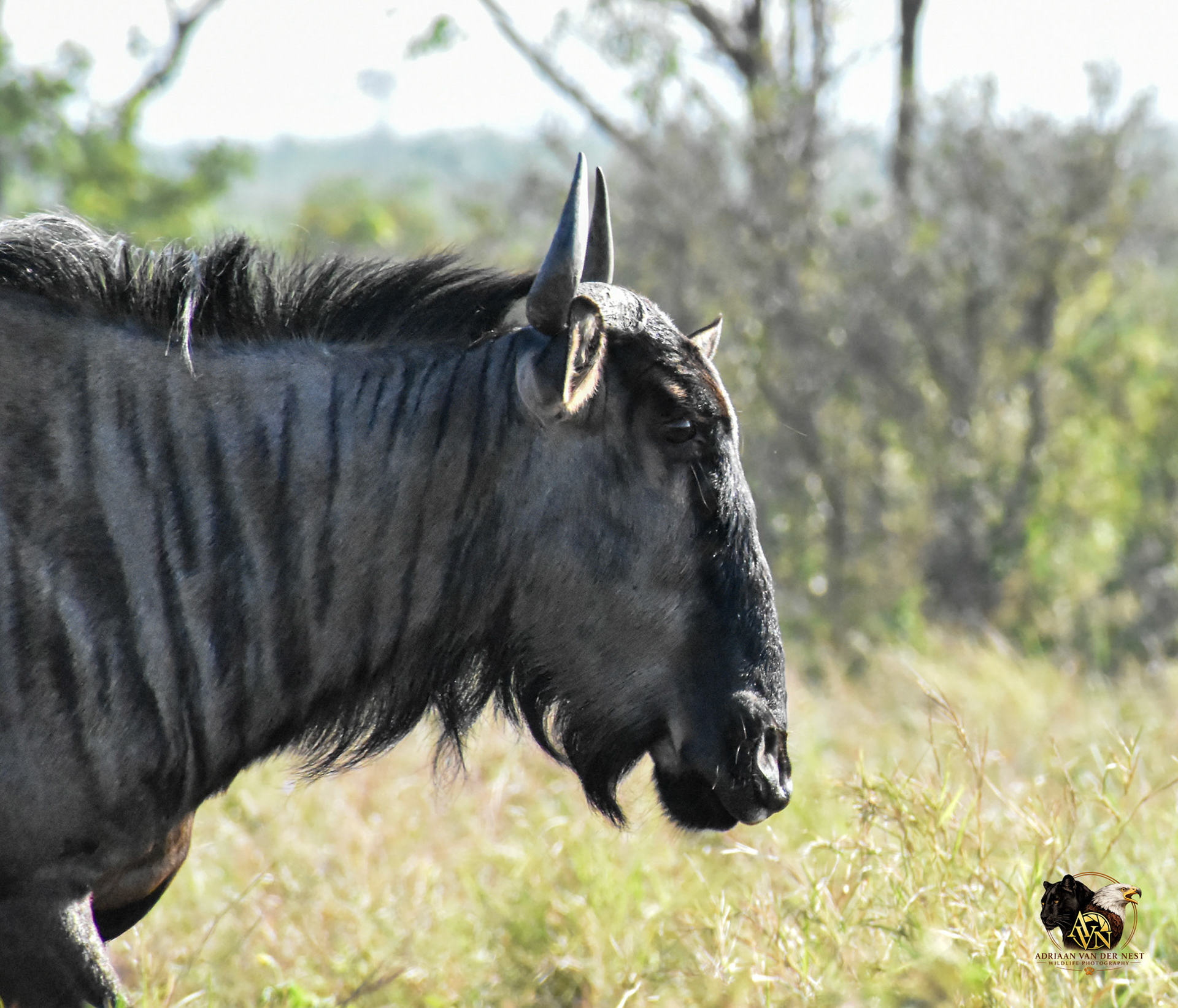 Wildebeest
