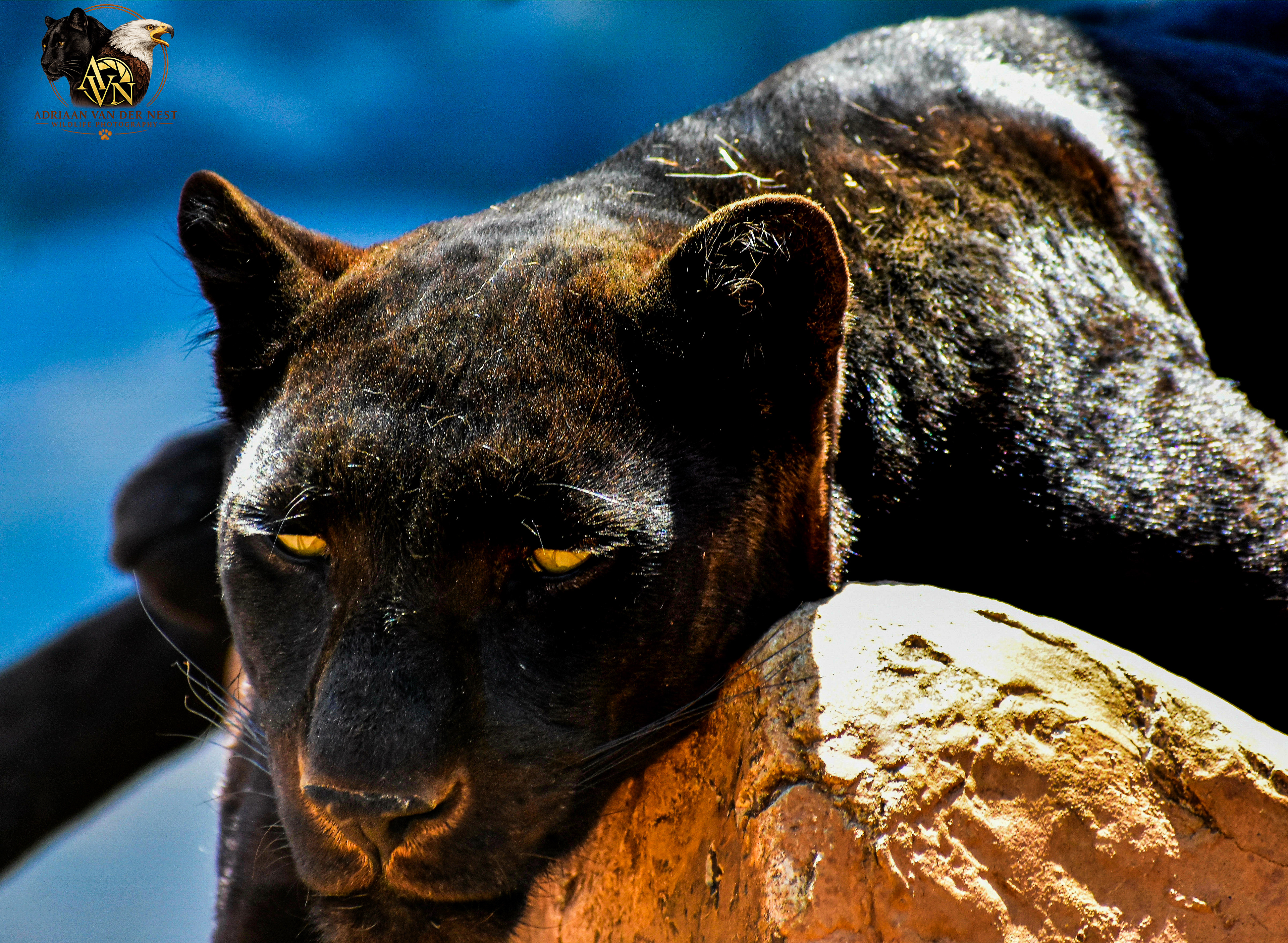 Black Leopard/Swart Luiperd