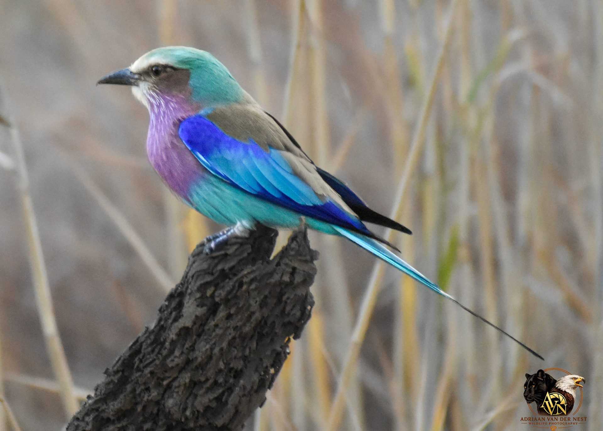 Lilac-breasted-roller/Troupand