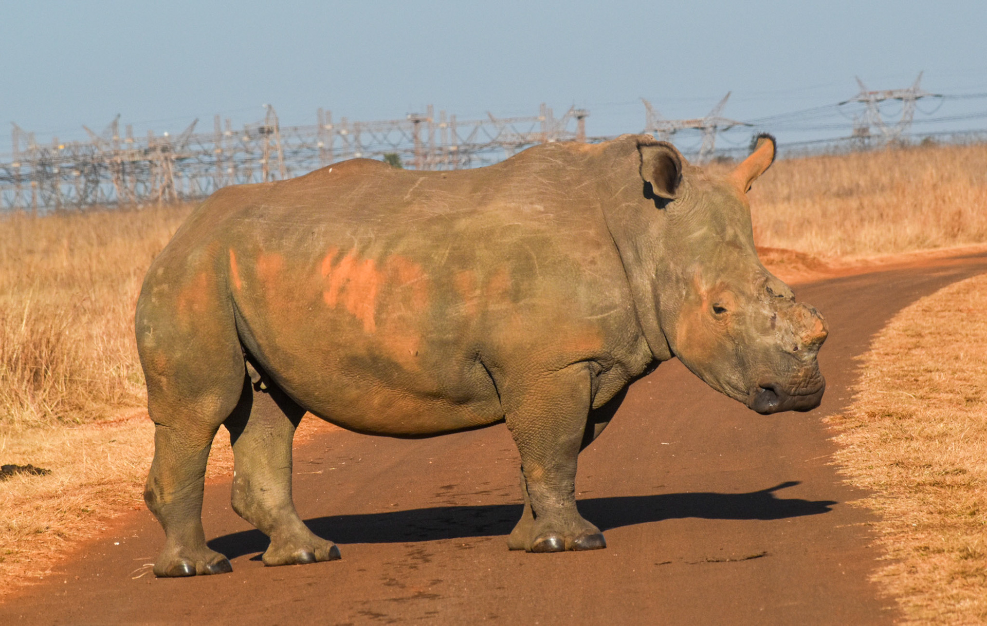 White Rhinoceros/Wit Renoster