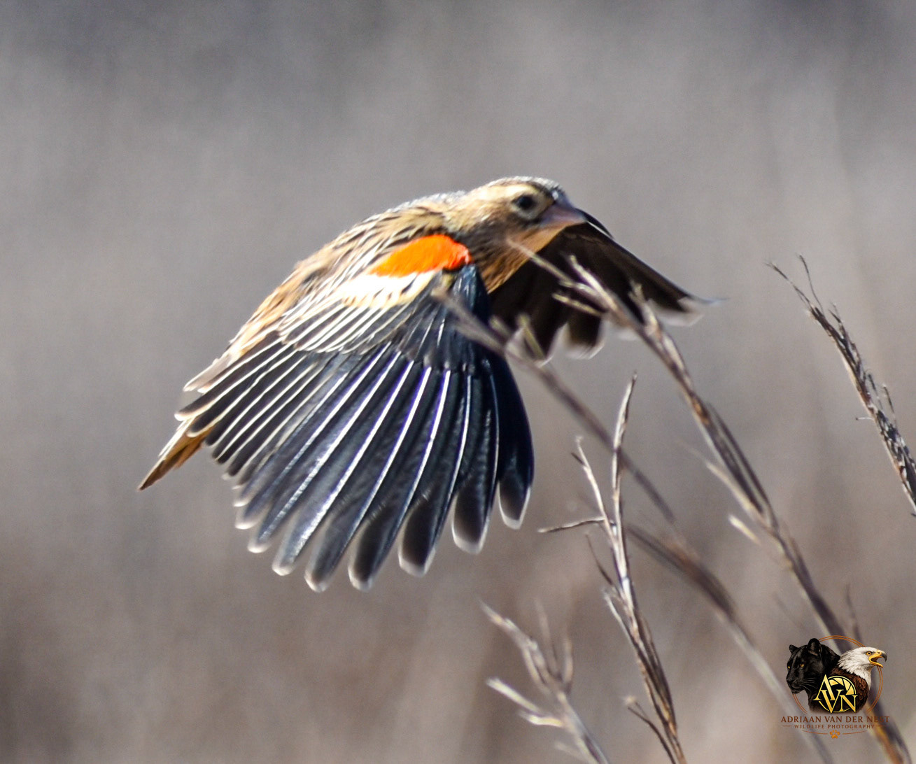 Fan Tailed Widowbird/Kortstert Flap