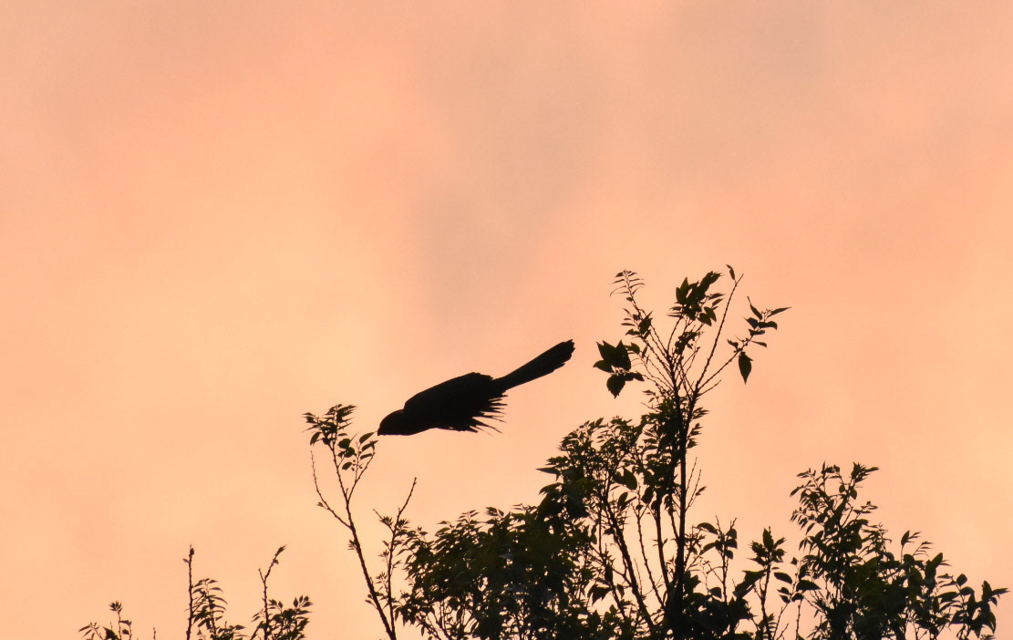 Grey-Go-Away-Bird/Grys-Kwê-Voel