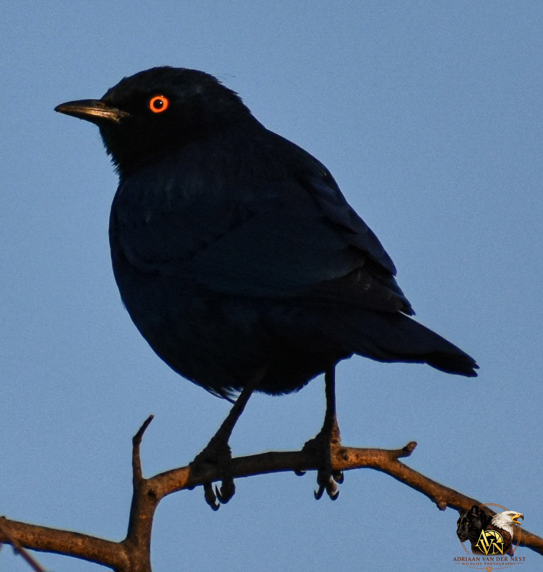 Pale-winged Starling/Bleekvlerkspreeu