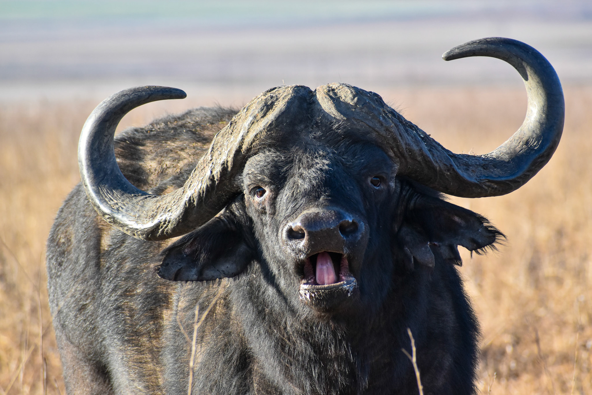 Cape Buffalo/Kaapse Buffel