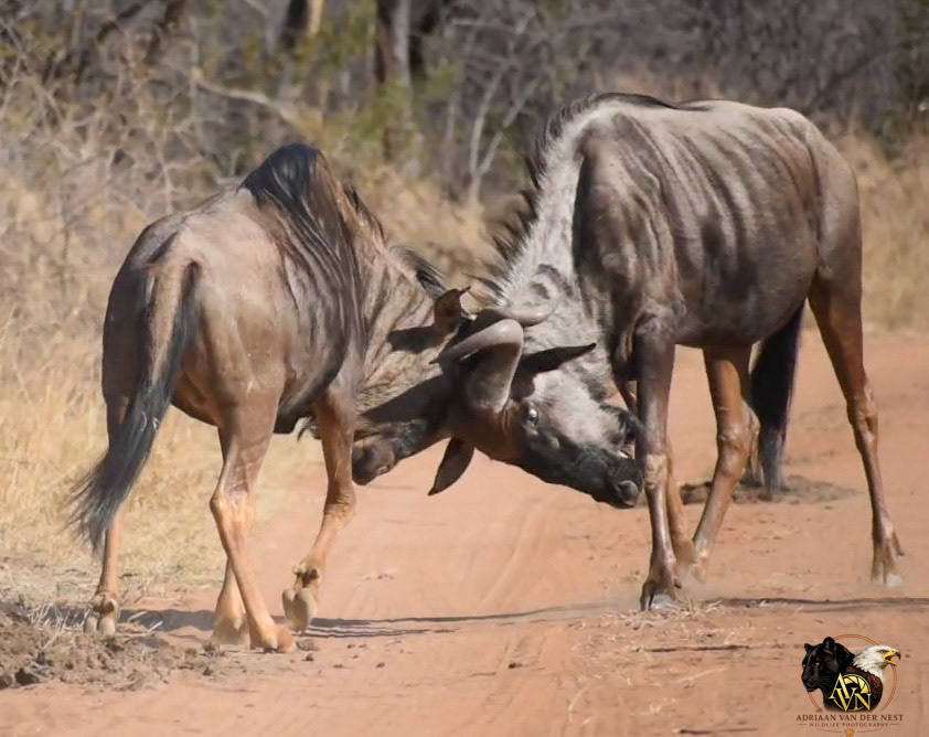 Blue Wildebees/Blou Wildebees