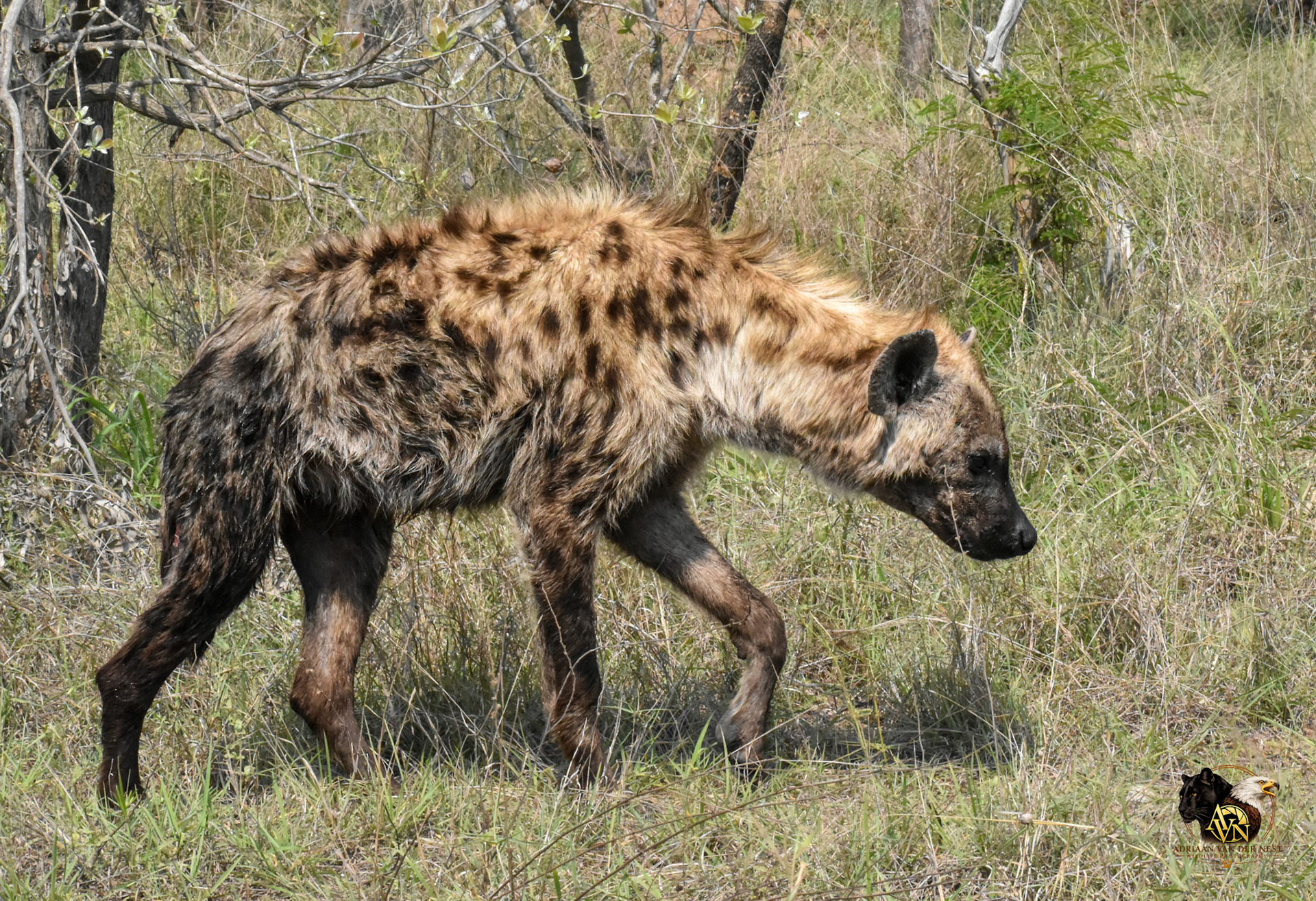 Spotted Hyena