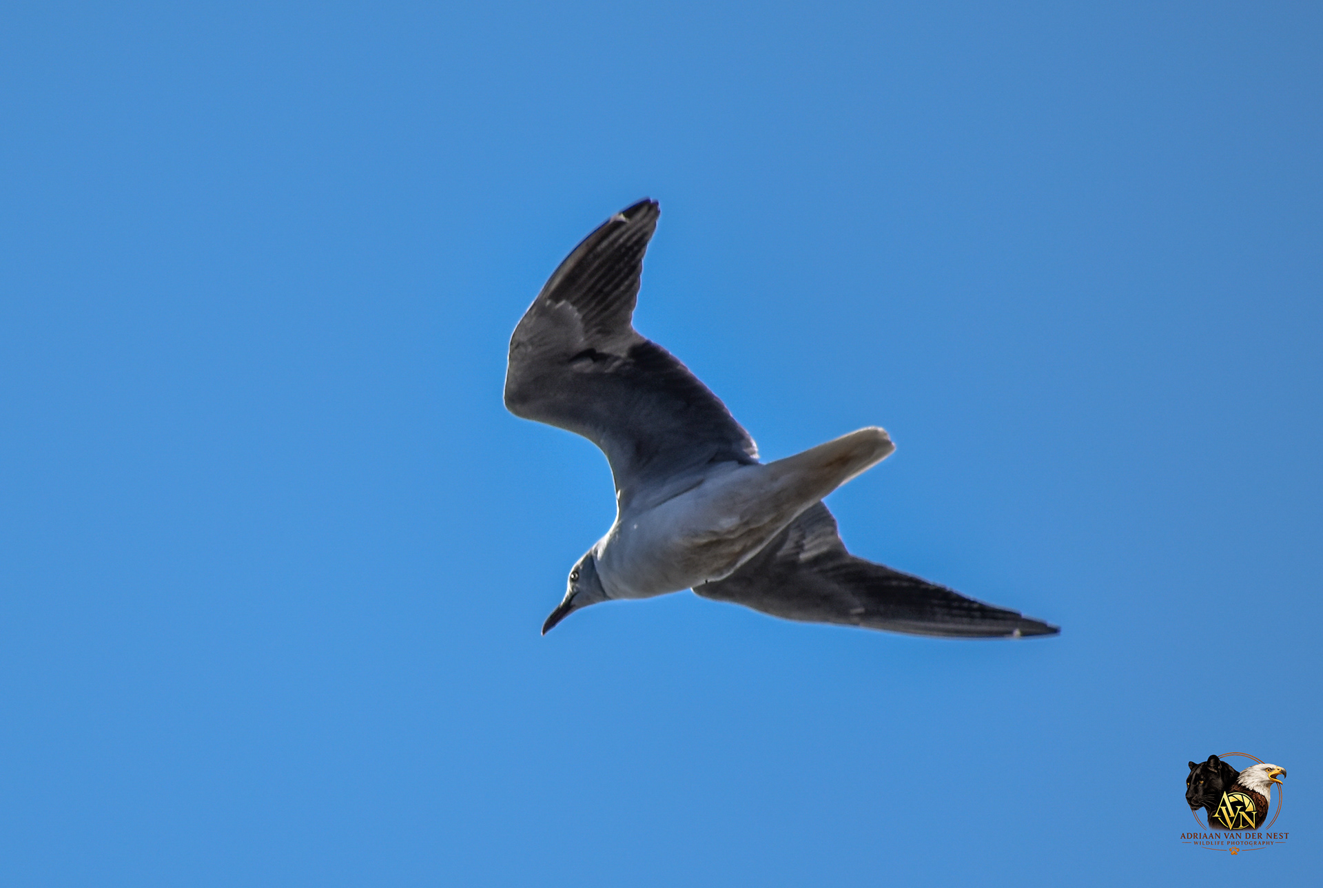 Laughing Gull/Lag Meeu