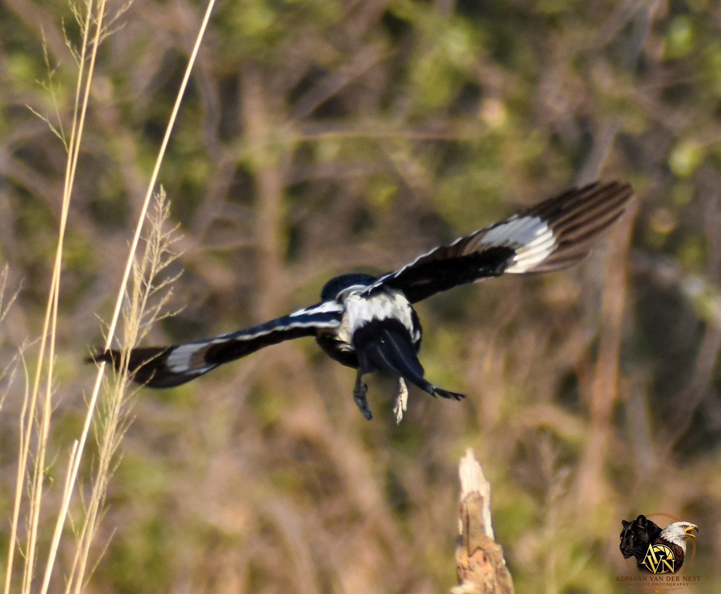 Long-tailed widowbird/Langstert-Flap