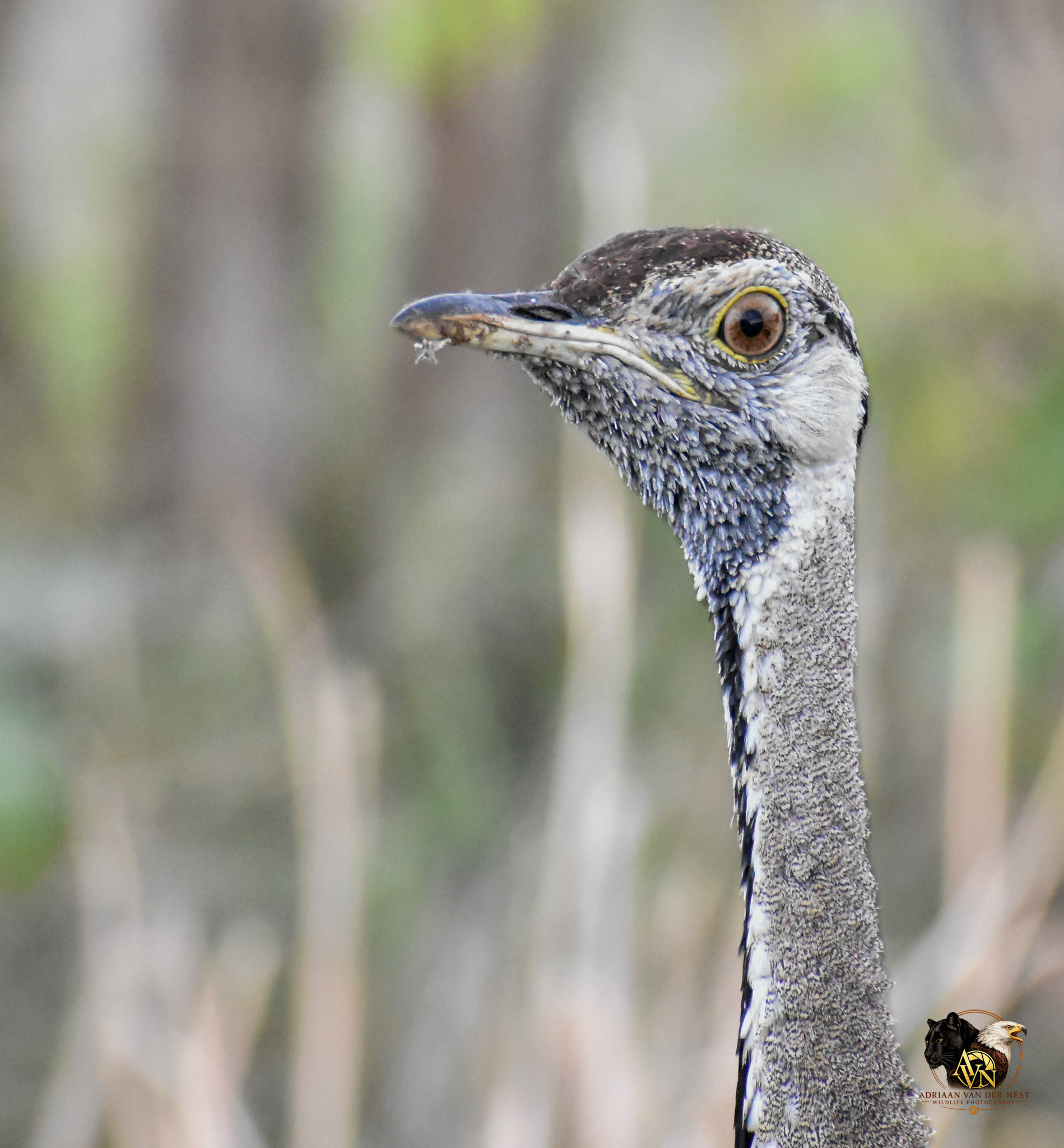 Black-bellied Bustard