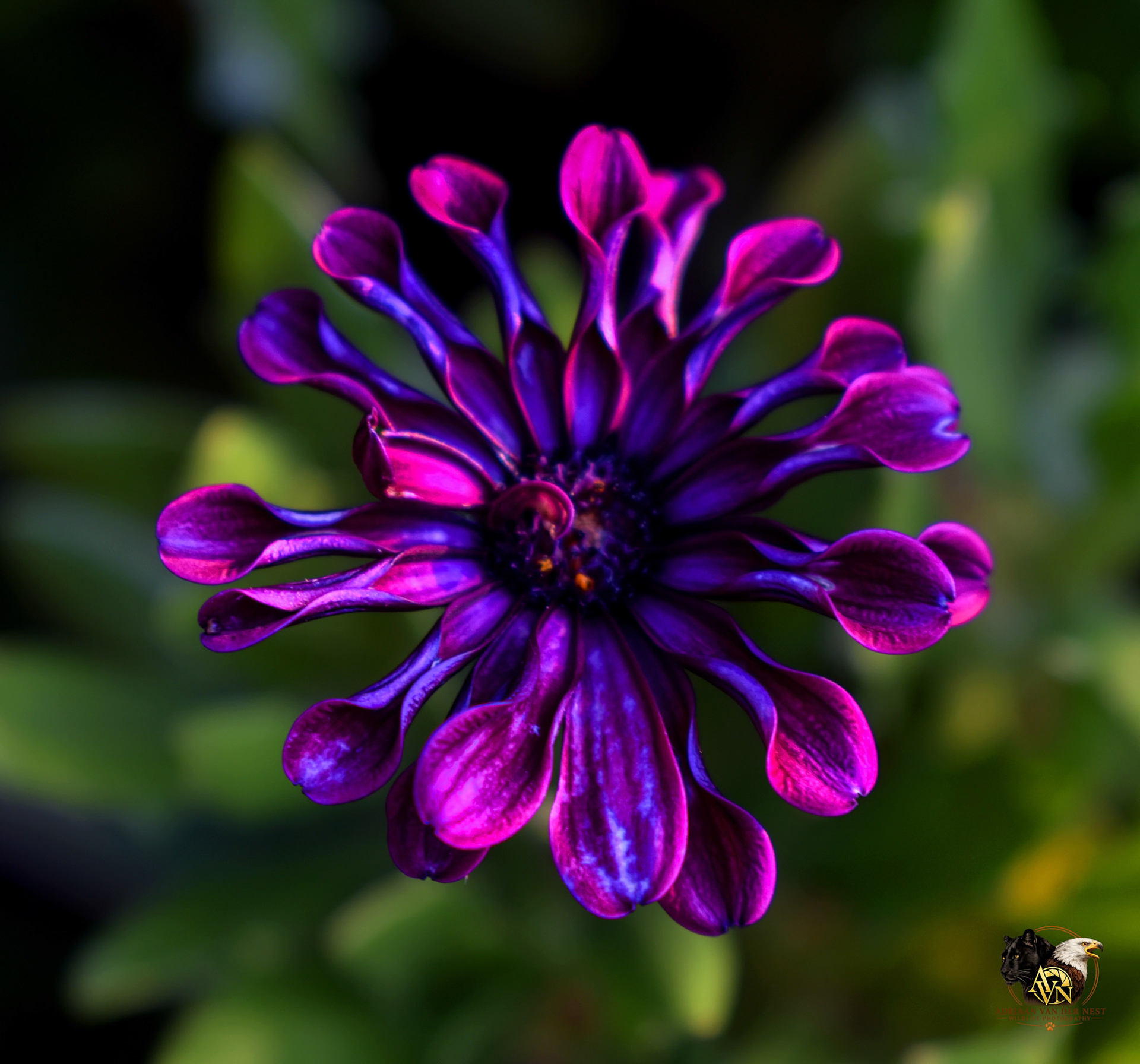 Spider Purple African Daisy/Afrikaanse Pers Magriet