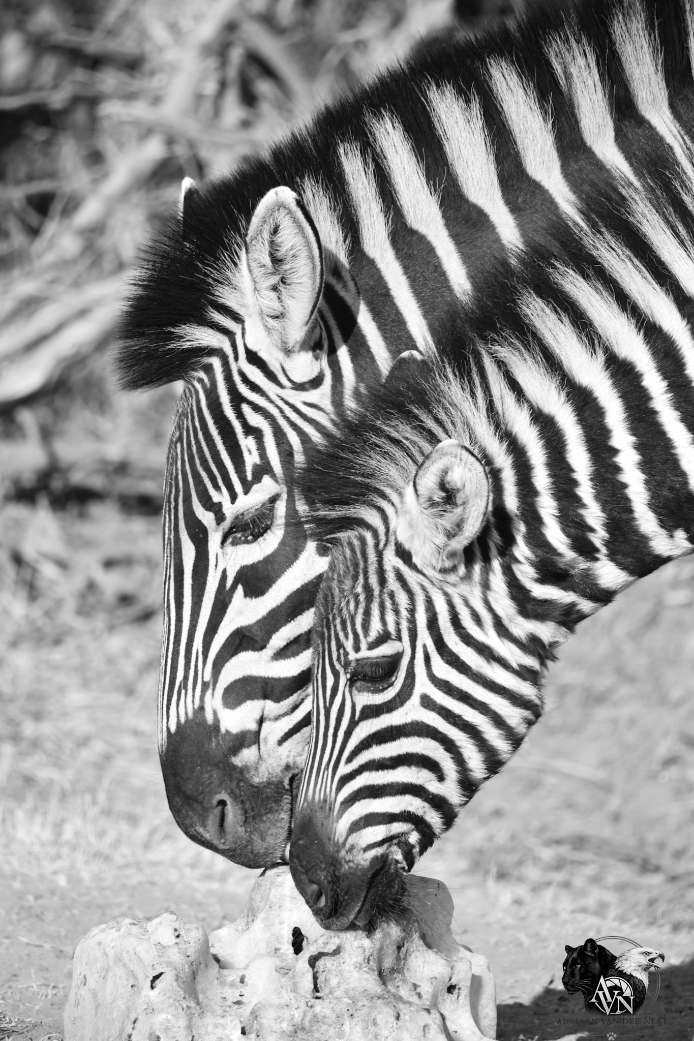 Zebra