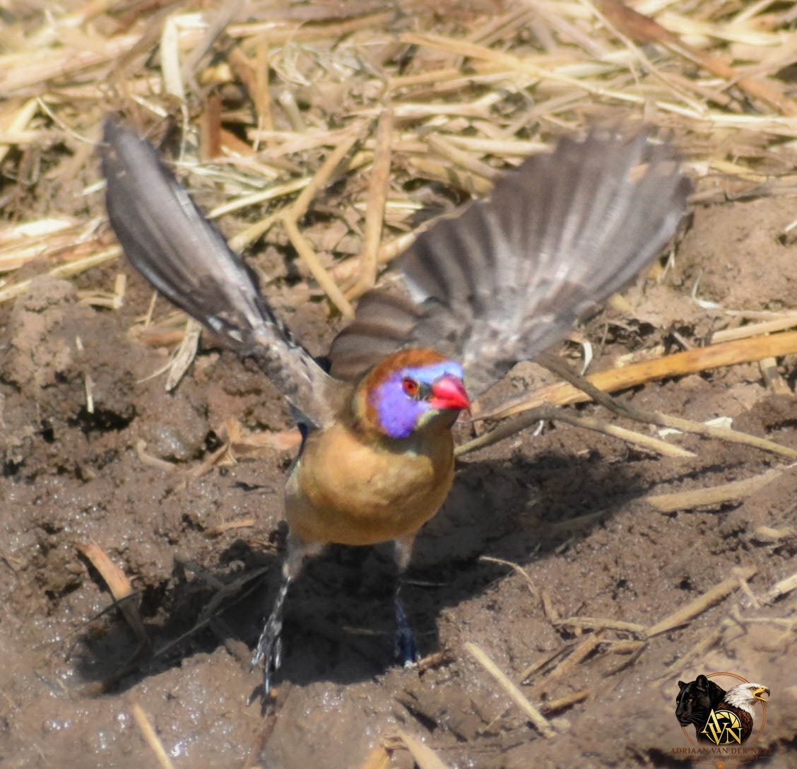 Voilet-eared Waxbill/Koningblousysie