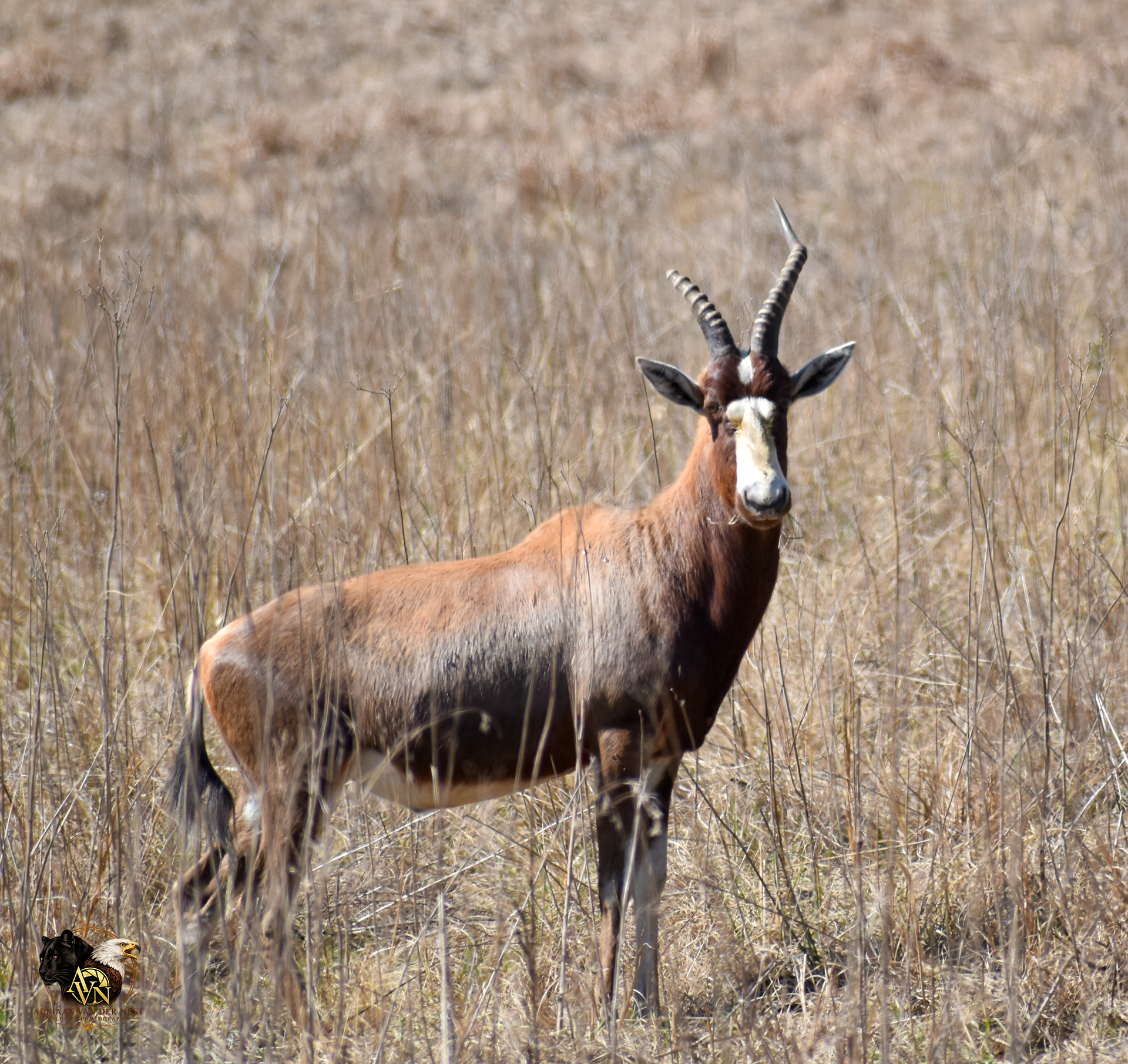 Blesbok