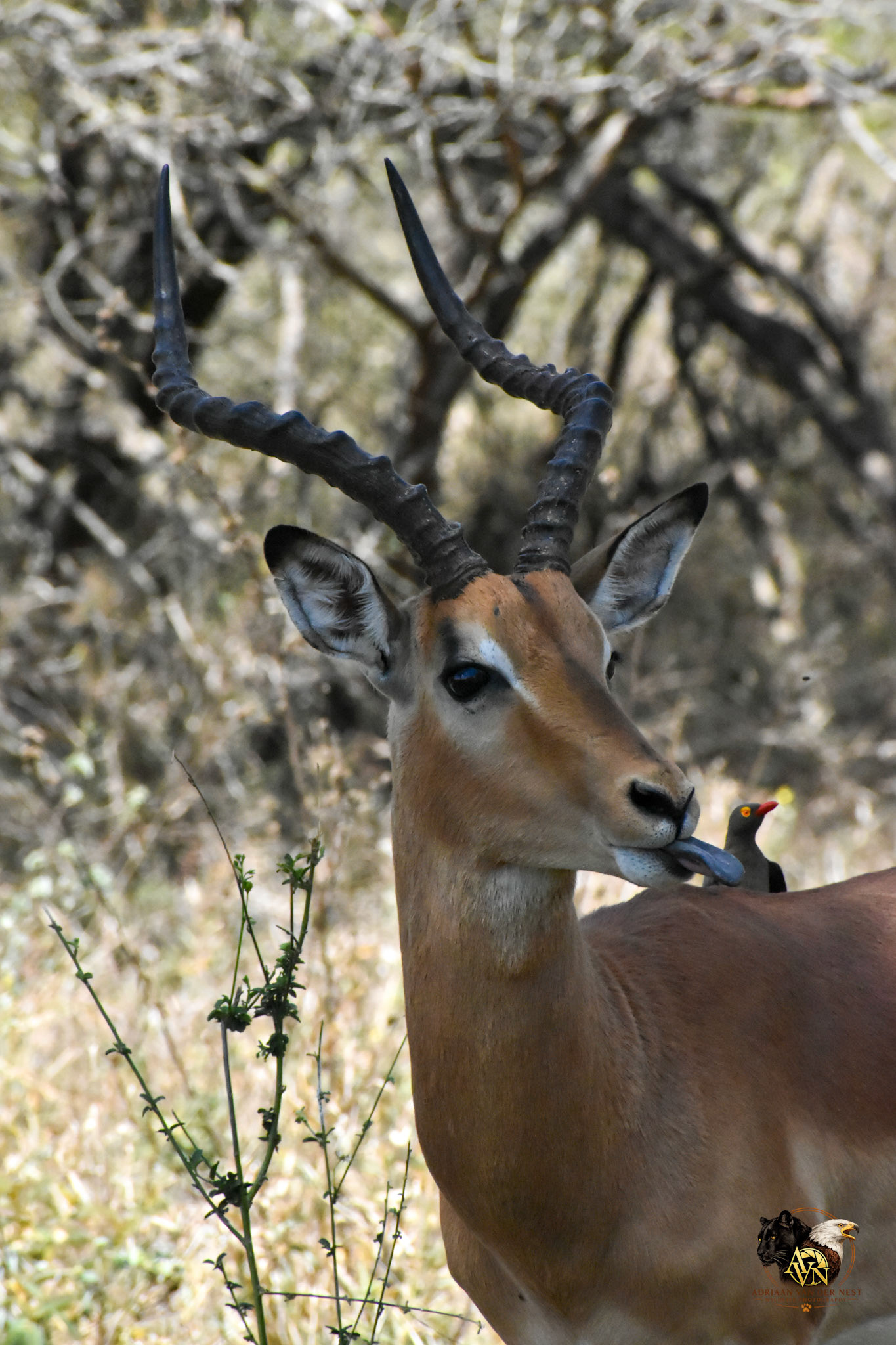 Impala