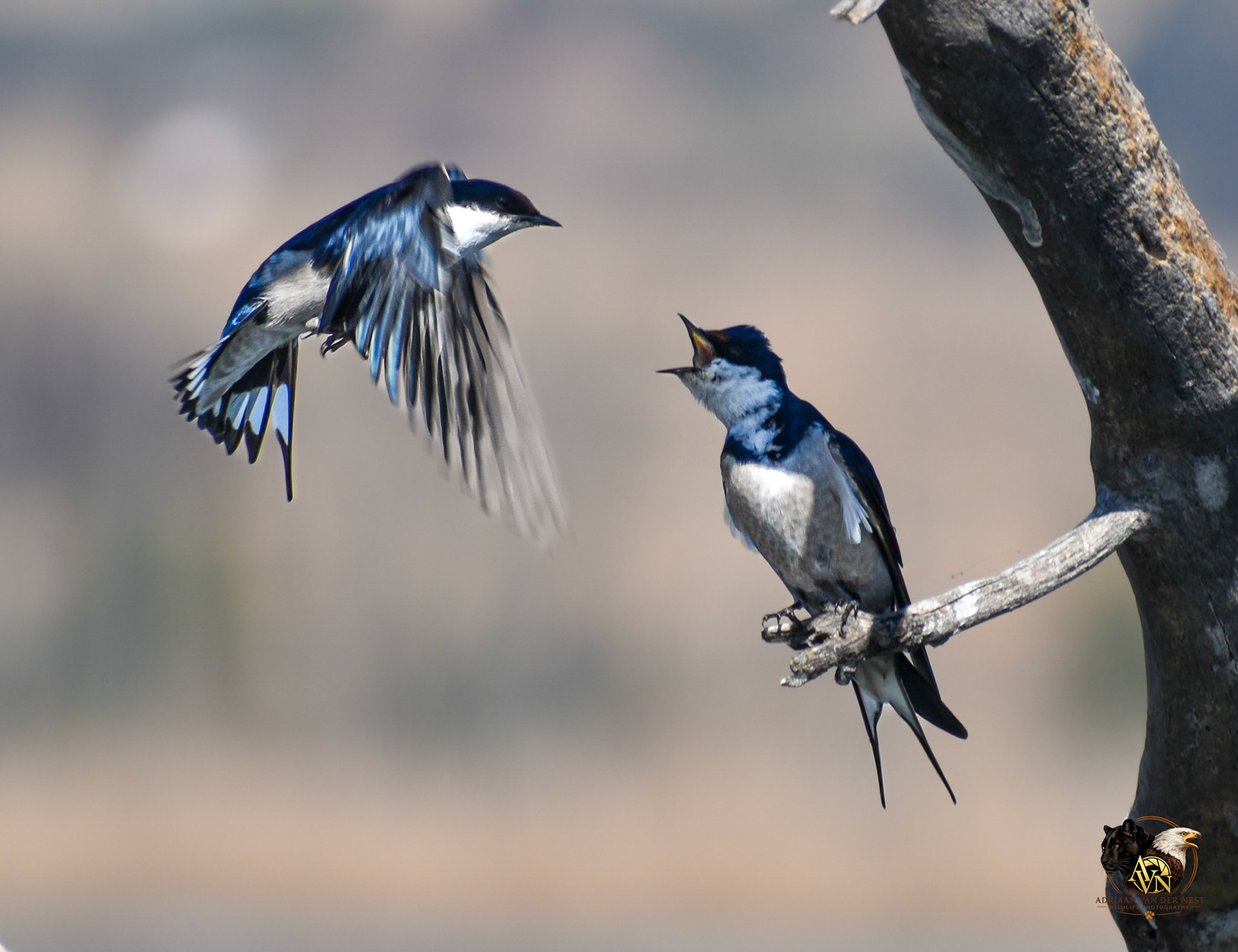 White throated Swallow