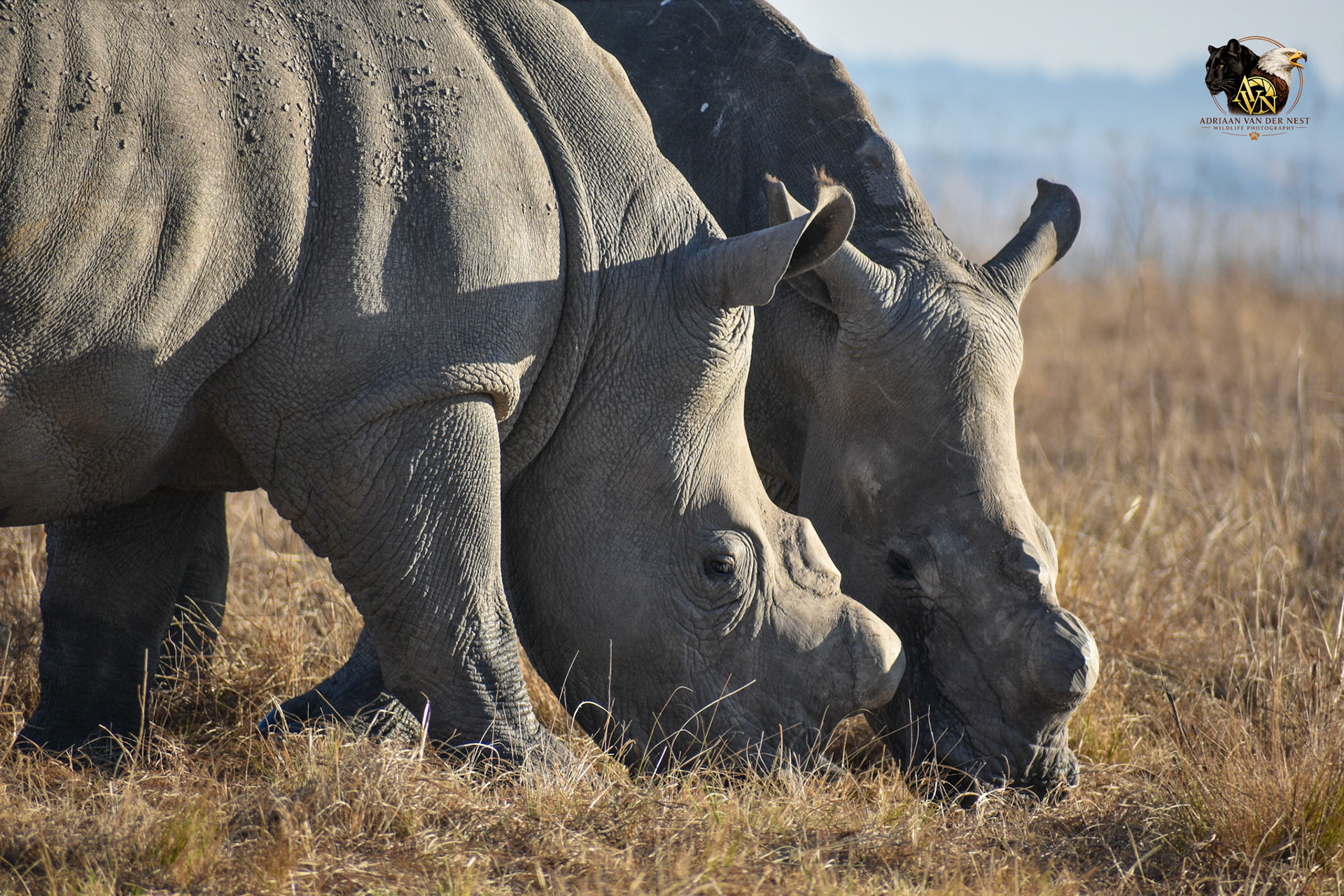 White Rhinoceros/Wit Renoster