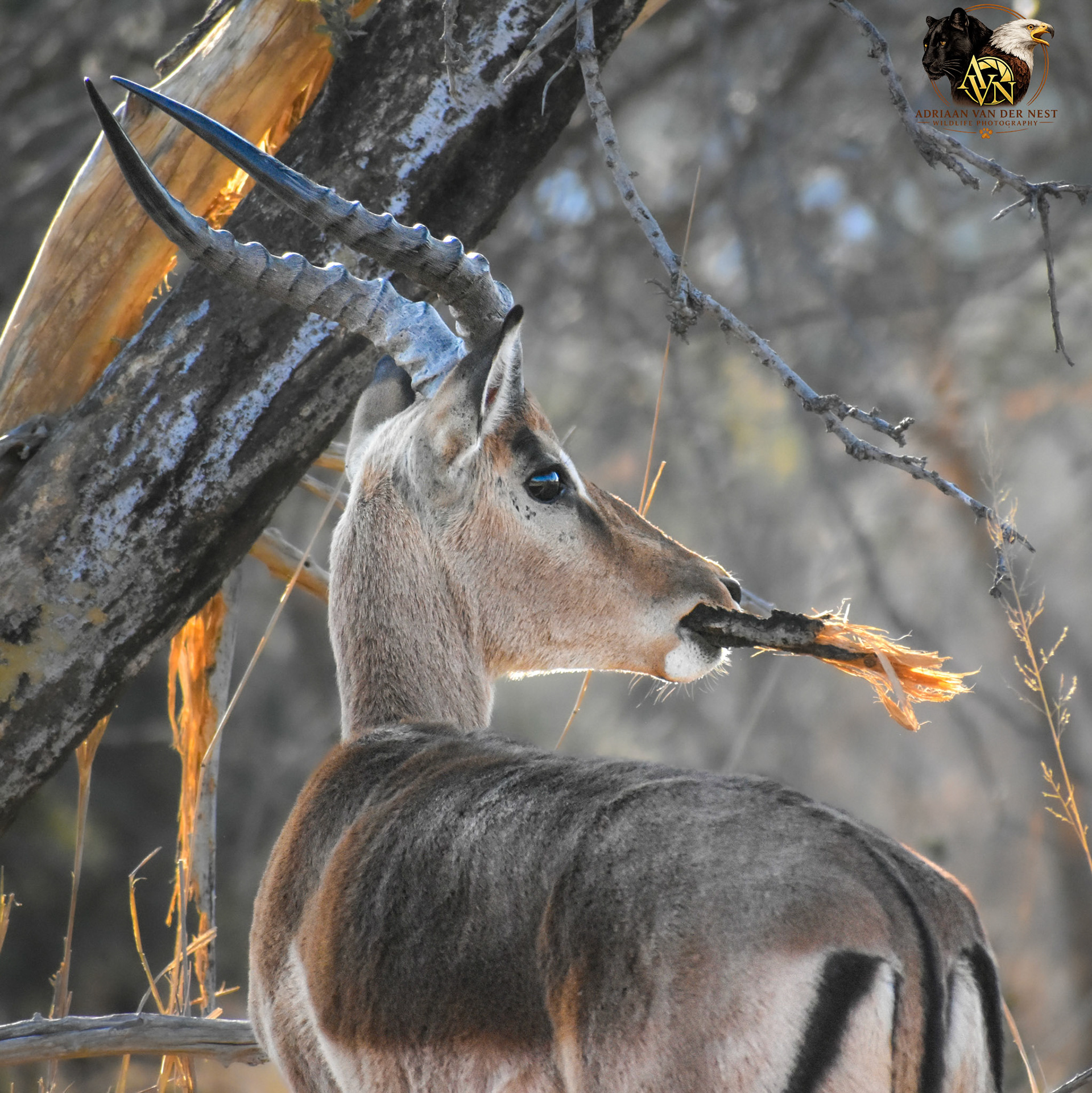 Impala/Rooibok