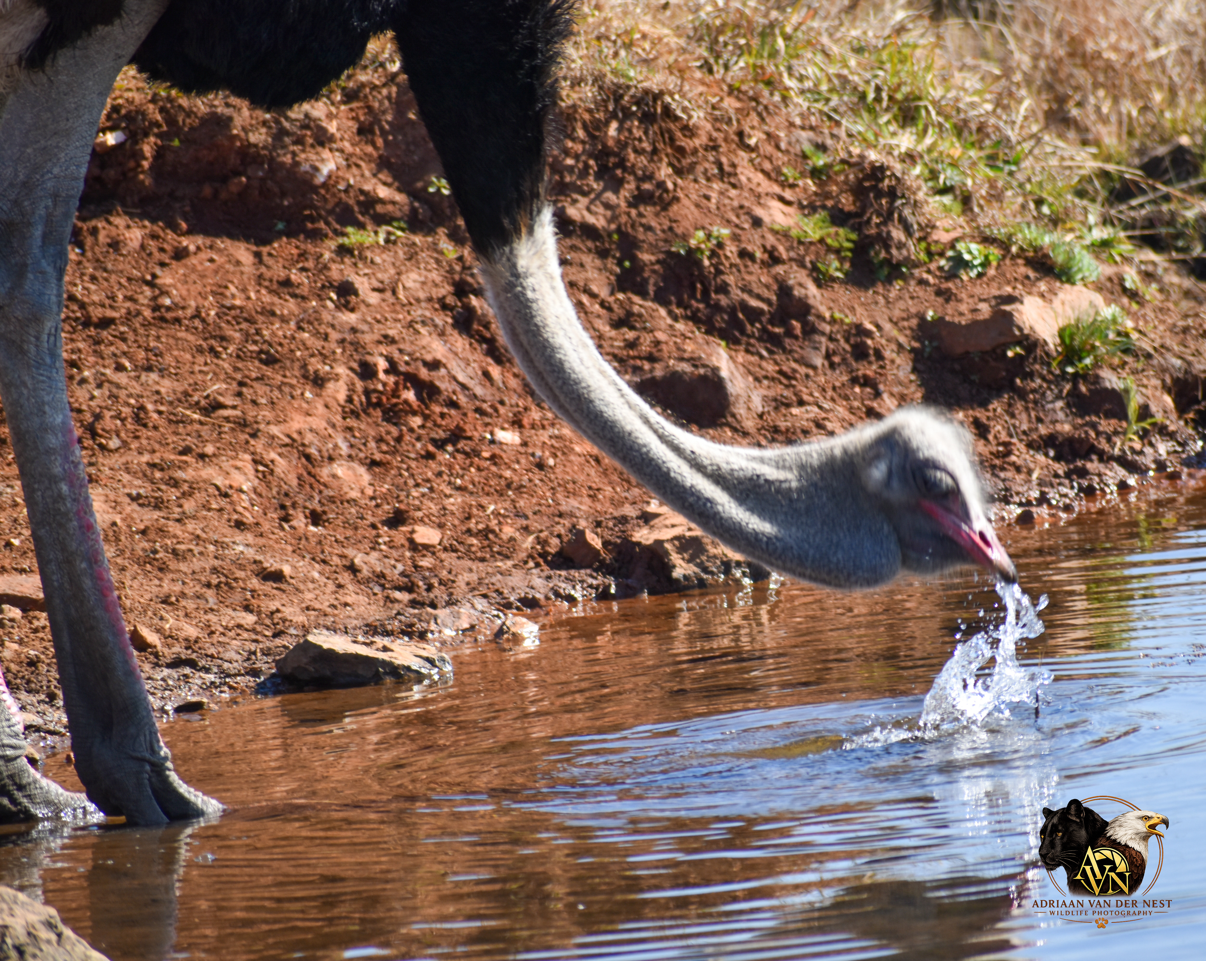 Ostrich/Volstruis