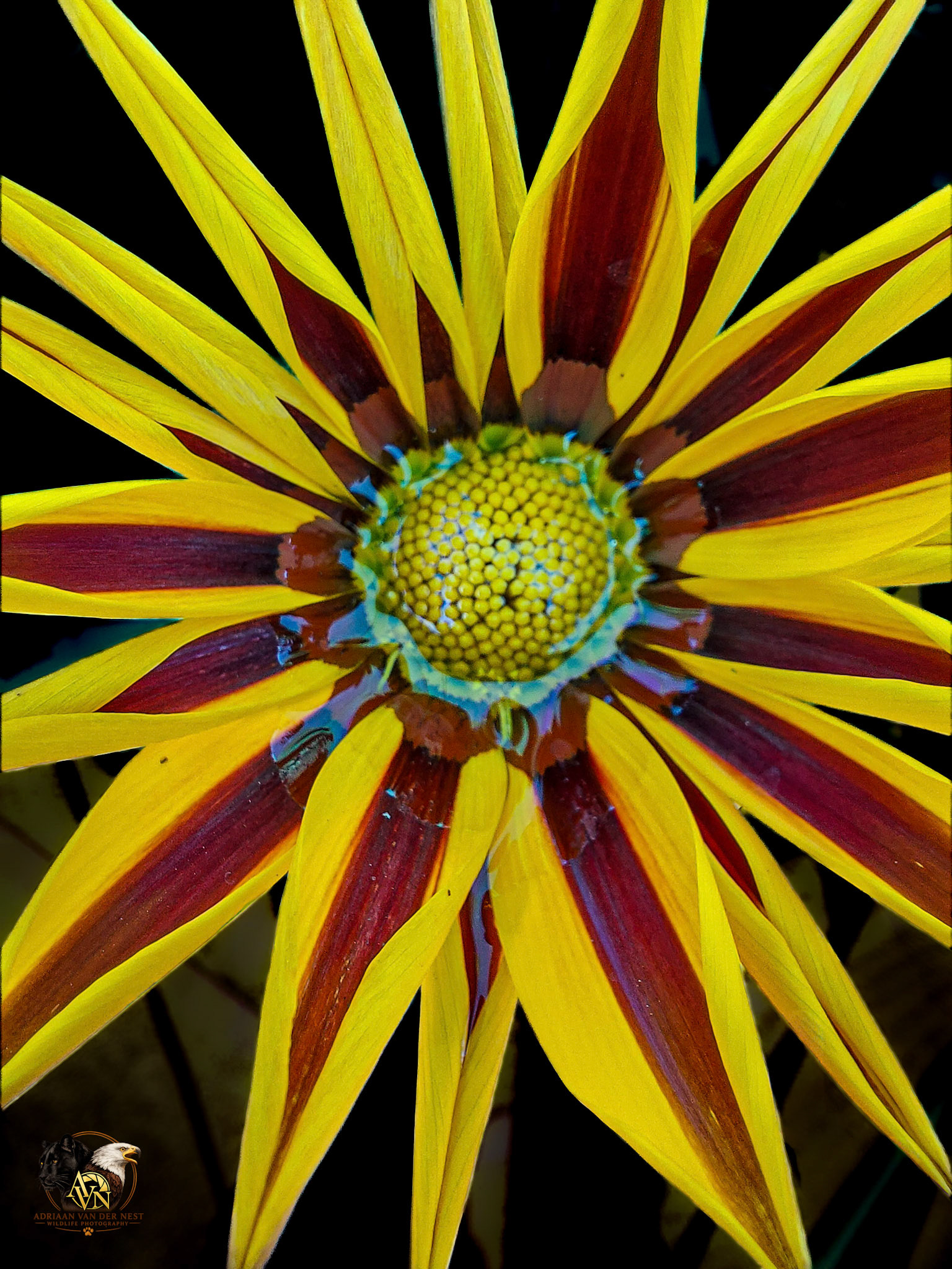 African Daisy/Botterblom