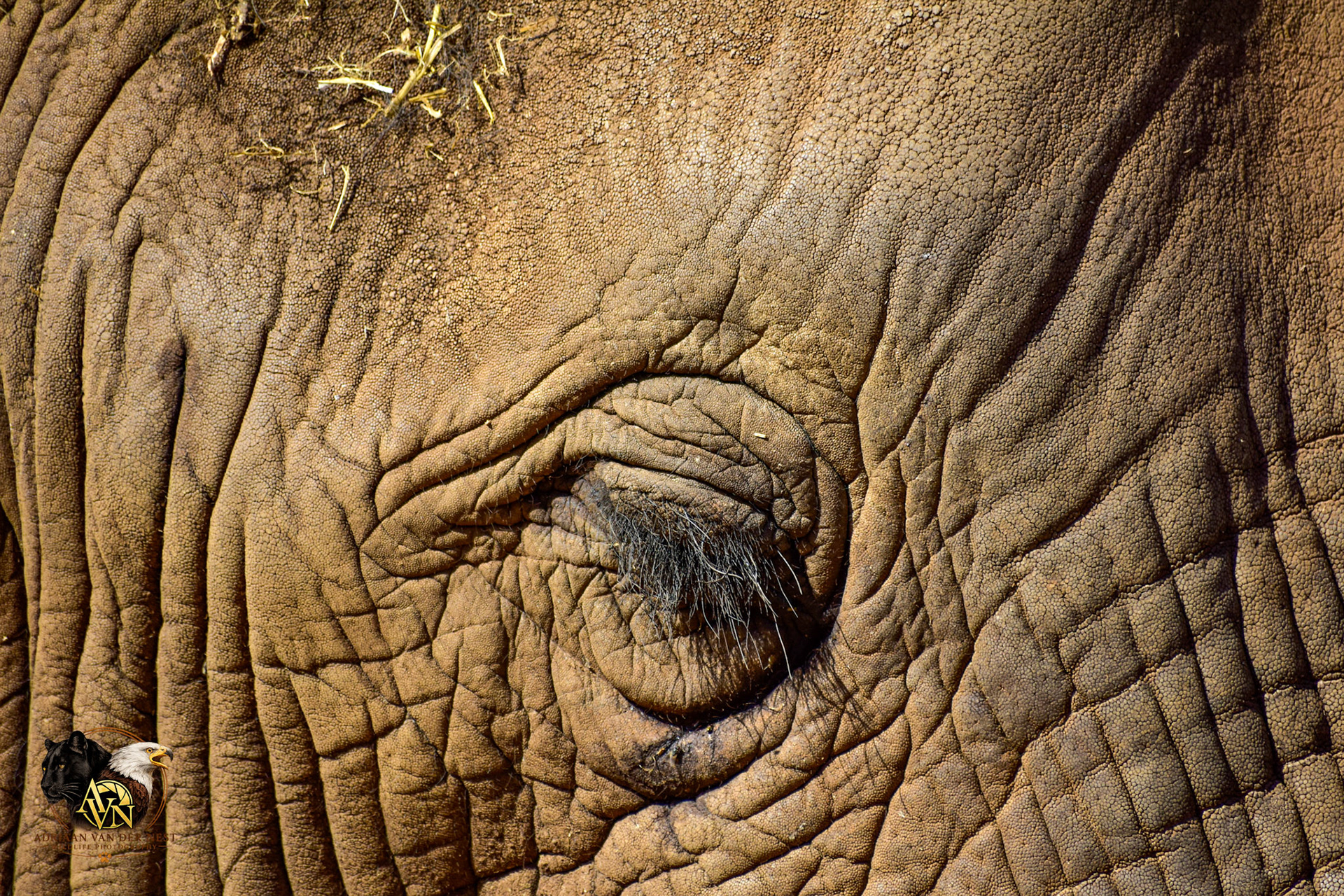 Elephant/Olifant