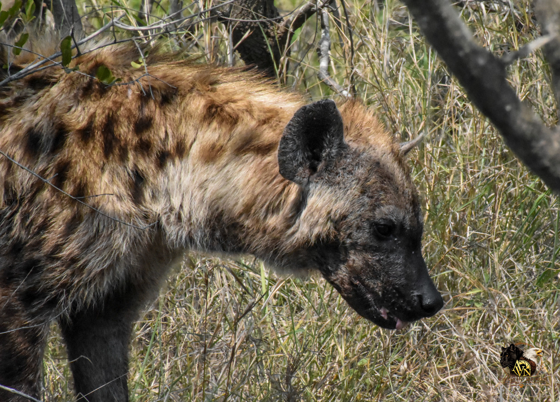 Spotted Hyena