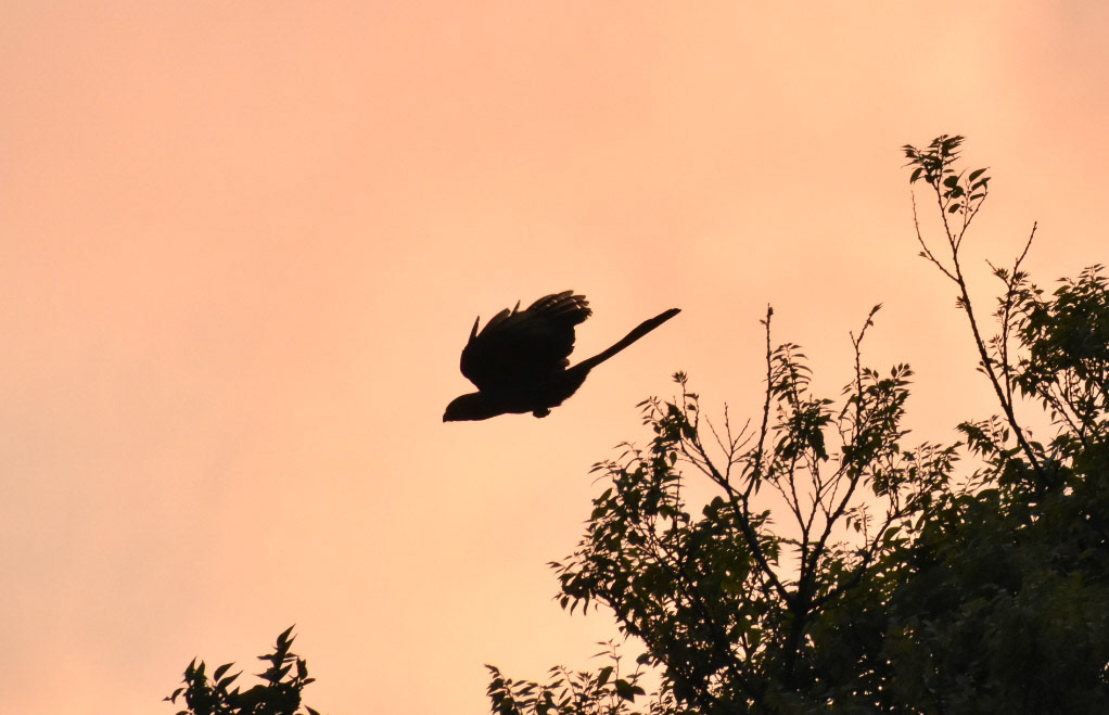 Grey-Go-Away-Bird/Grys-Kwê-Voel