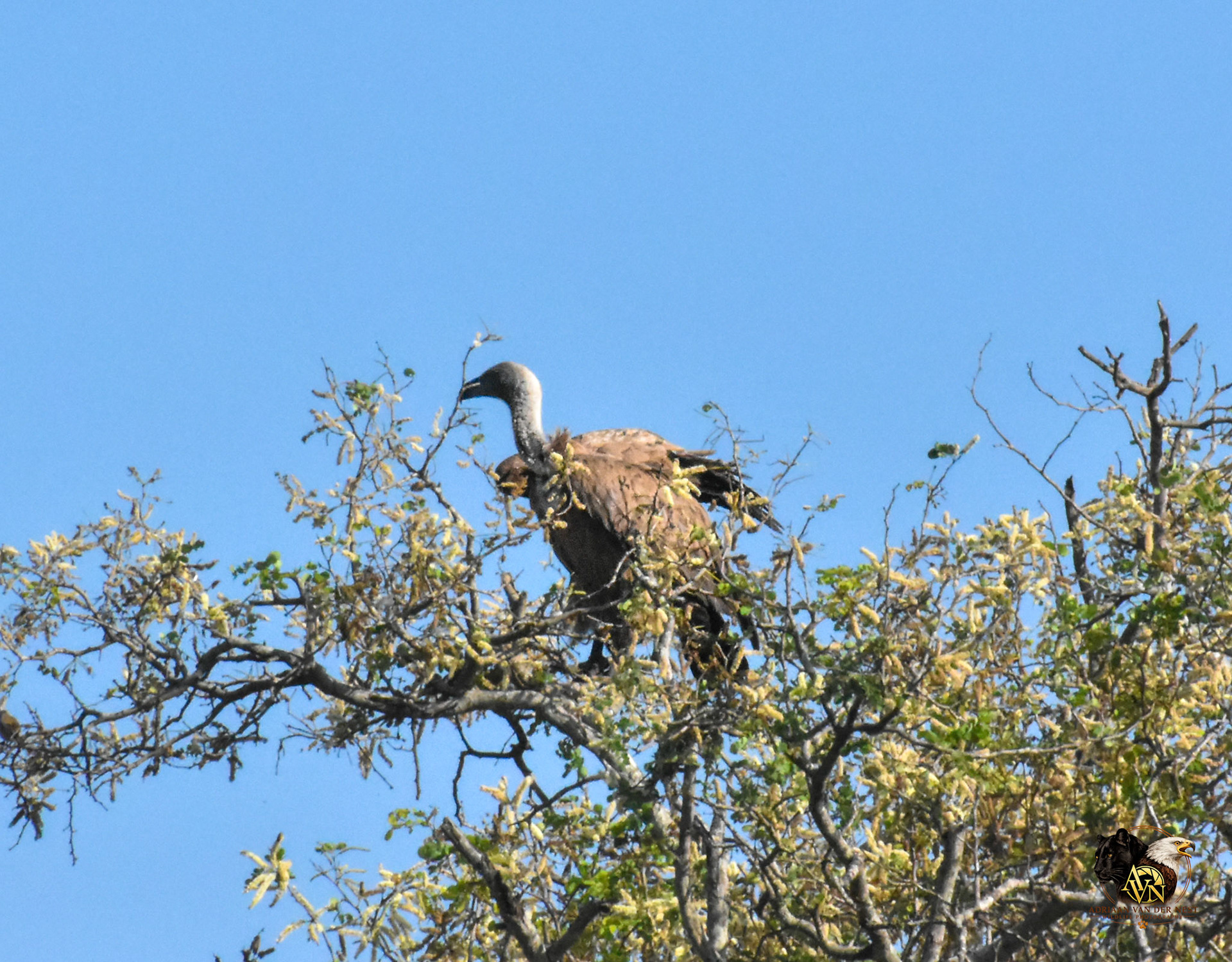 African-Backed Vulture