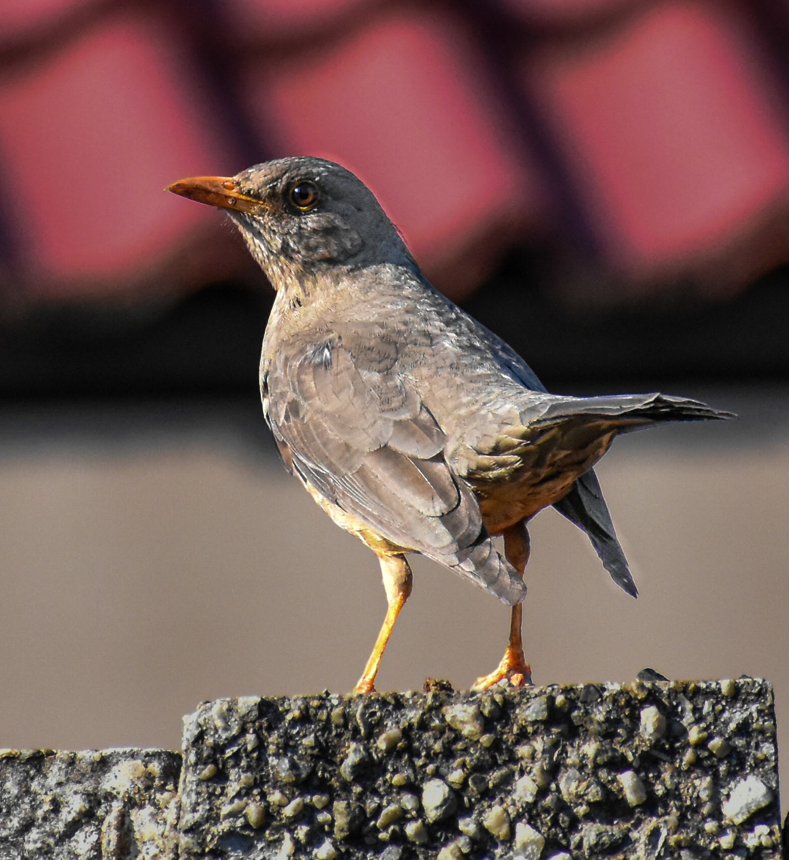 Karoo thrush/Olyflyster