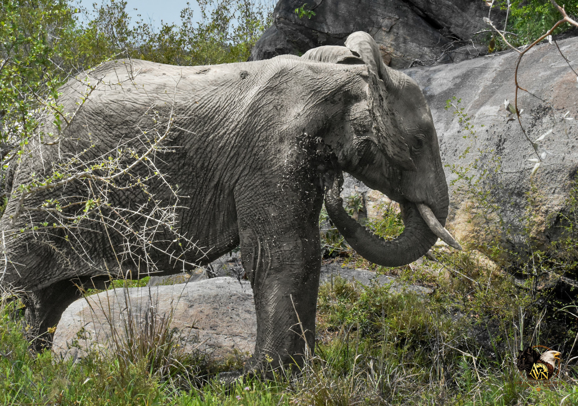 Elephant
