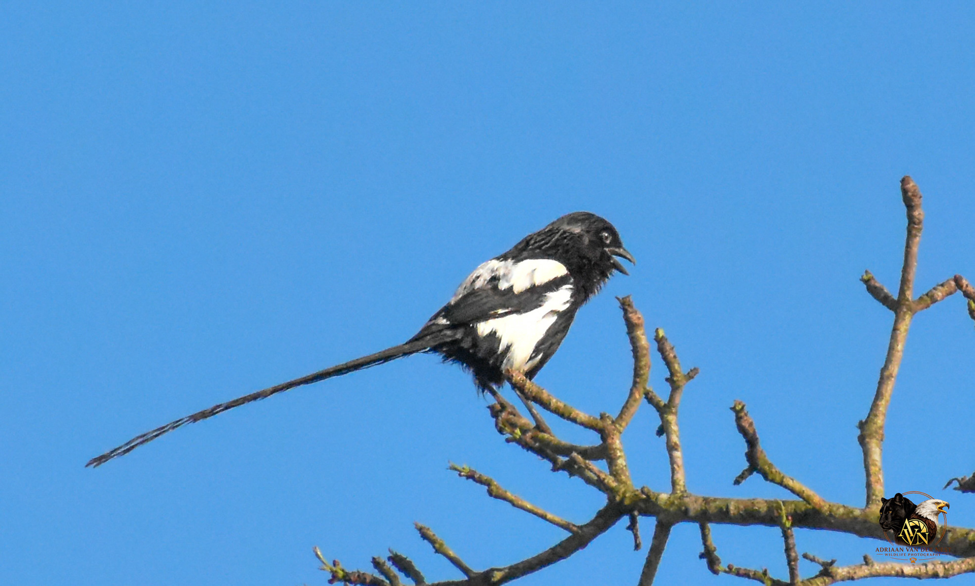 Magpie Shrike