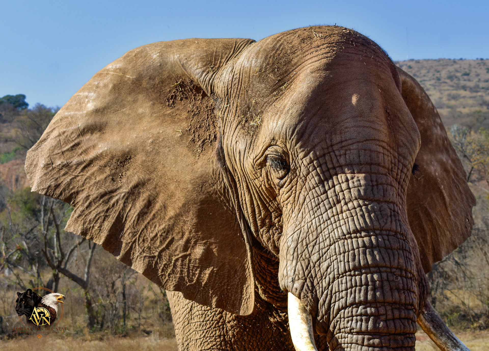 Elephant/Olifant