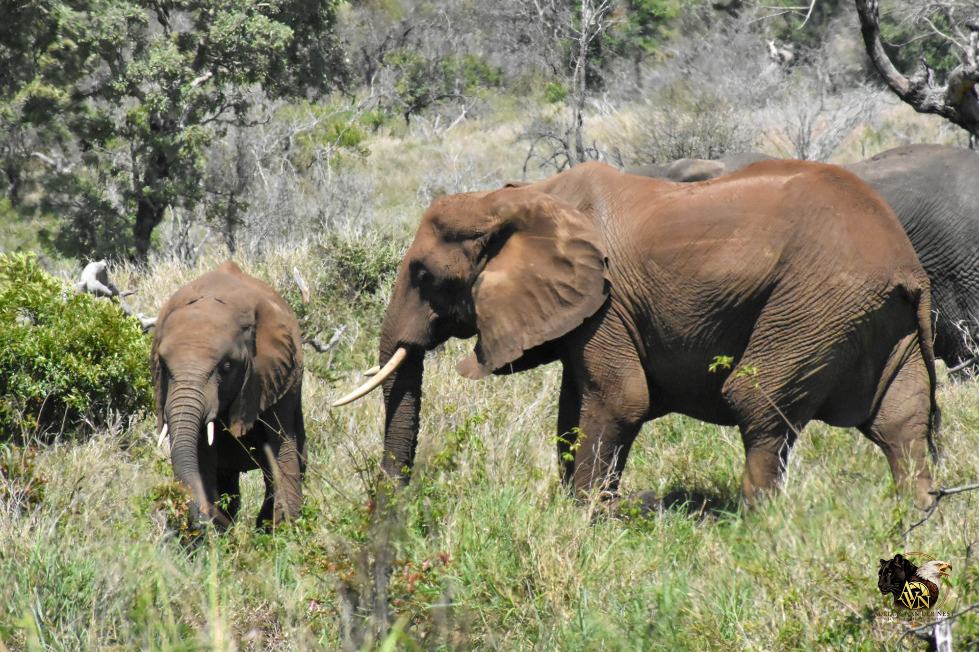 Elephant
