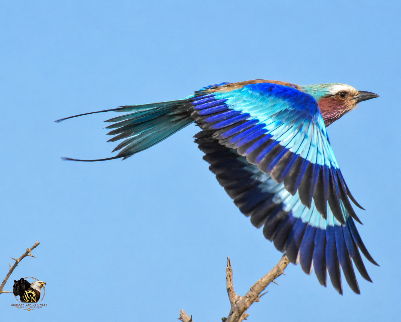 Lilac-Breasted Roller