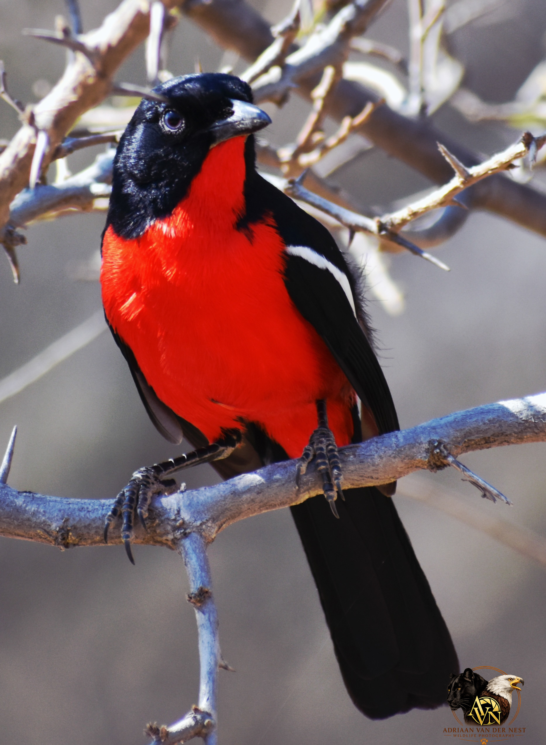 Crimson-breasted Shrike/Rooibors Laksman