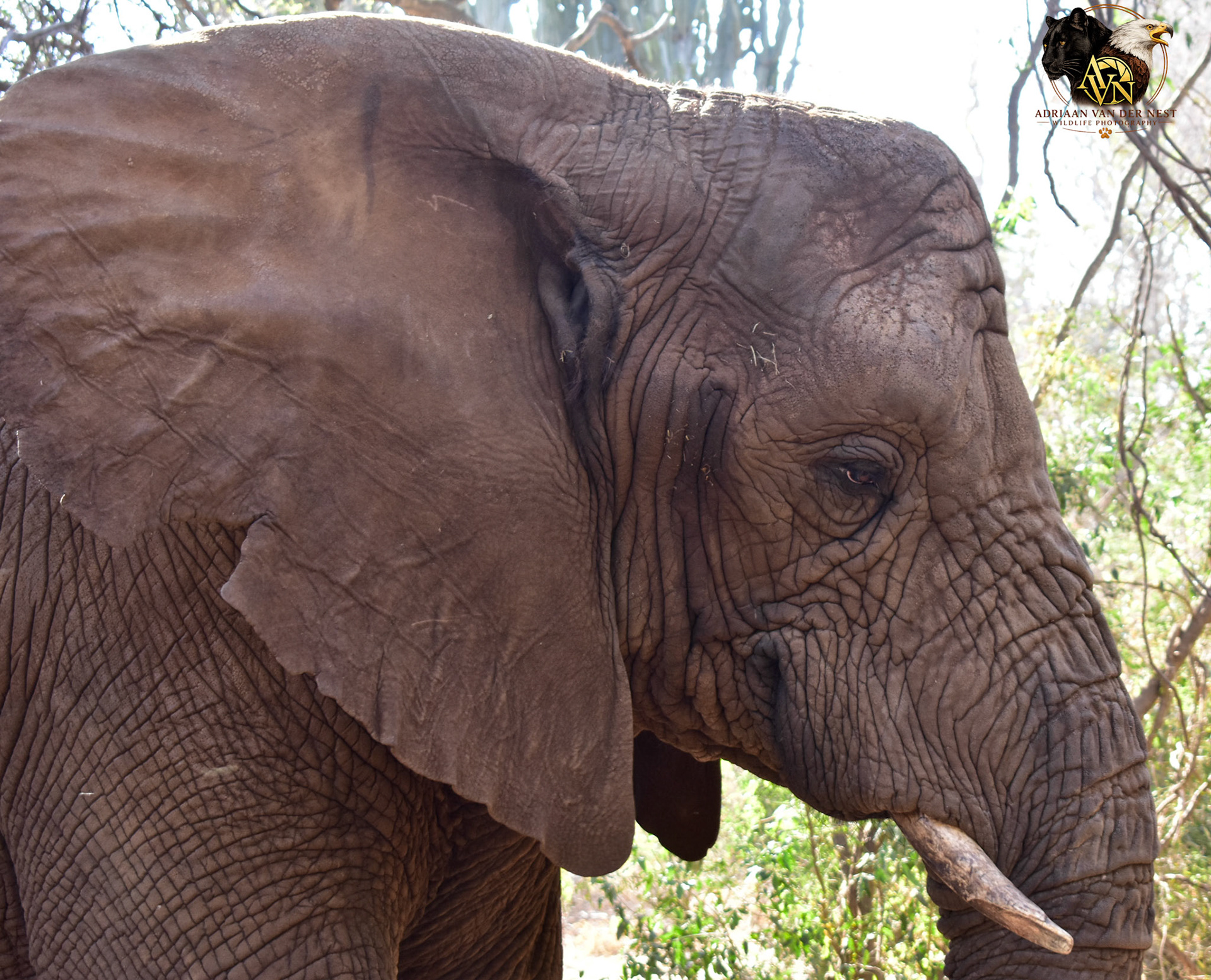 Elephant/Olifant
