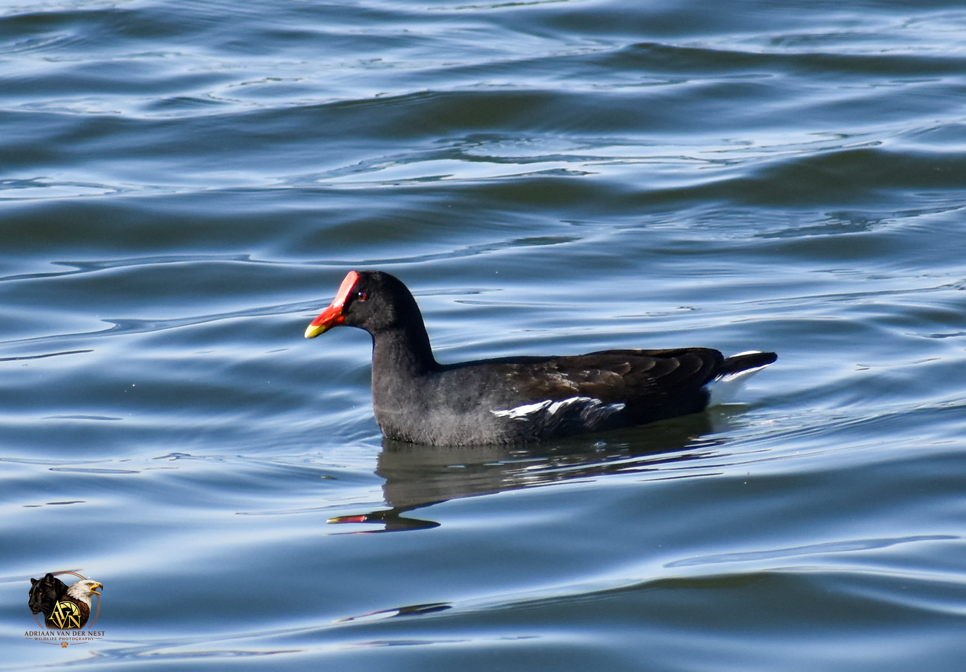 Moorhen