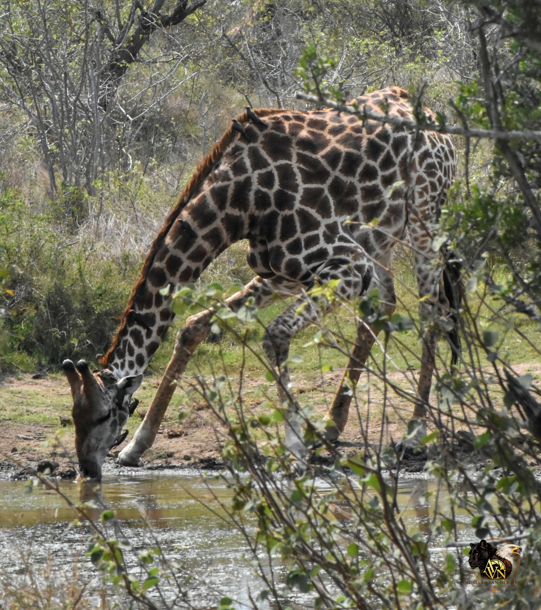 Giraffe