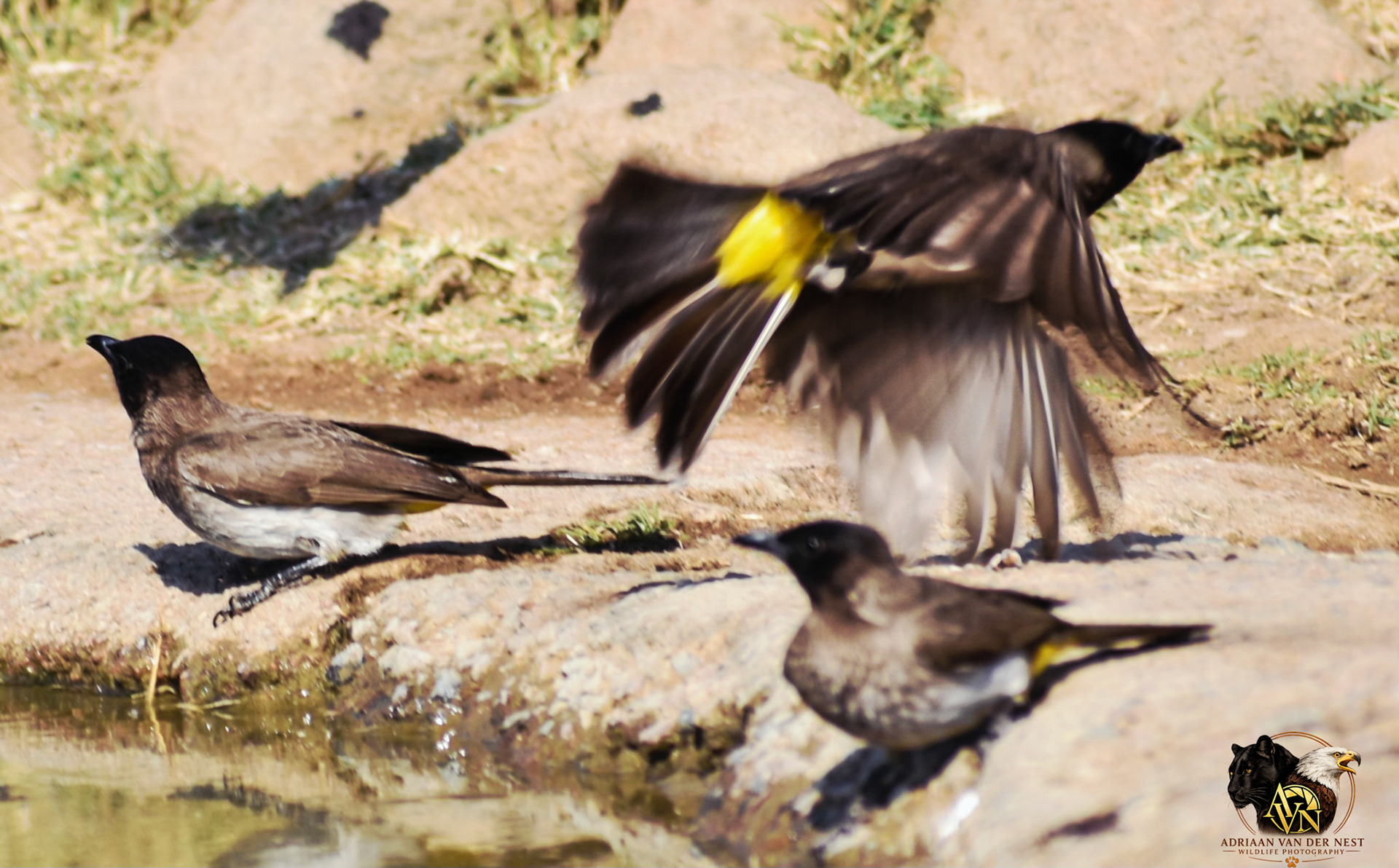 Cape BulBul/Bottergat