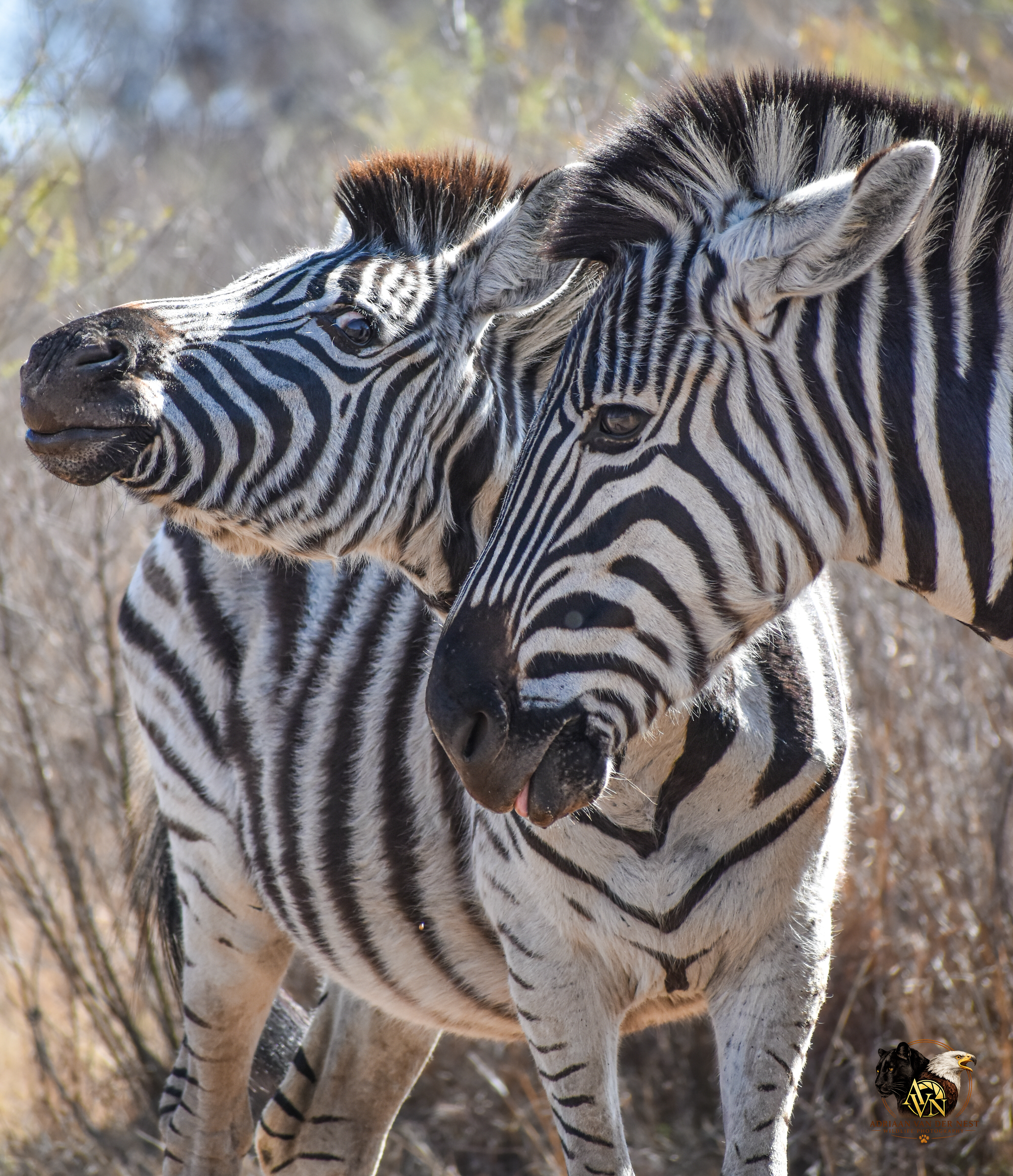 Zebra