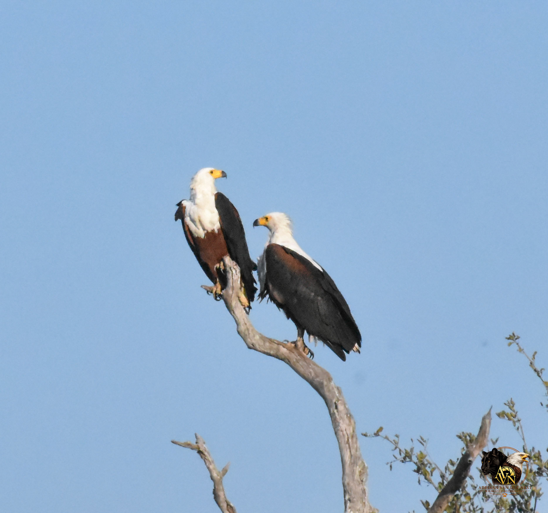 African Fish Eagle