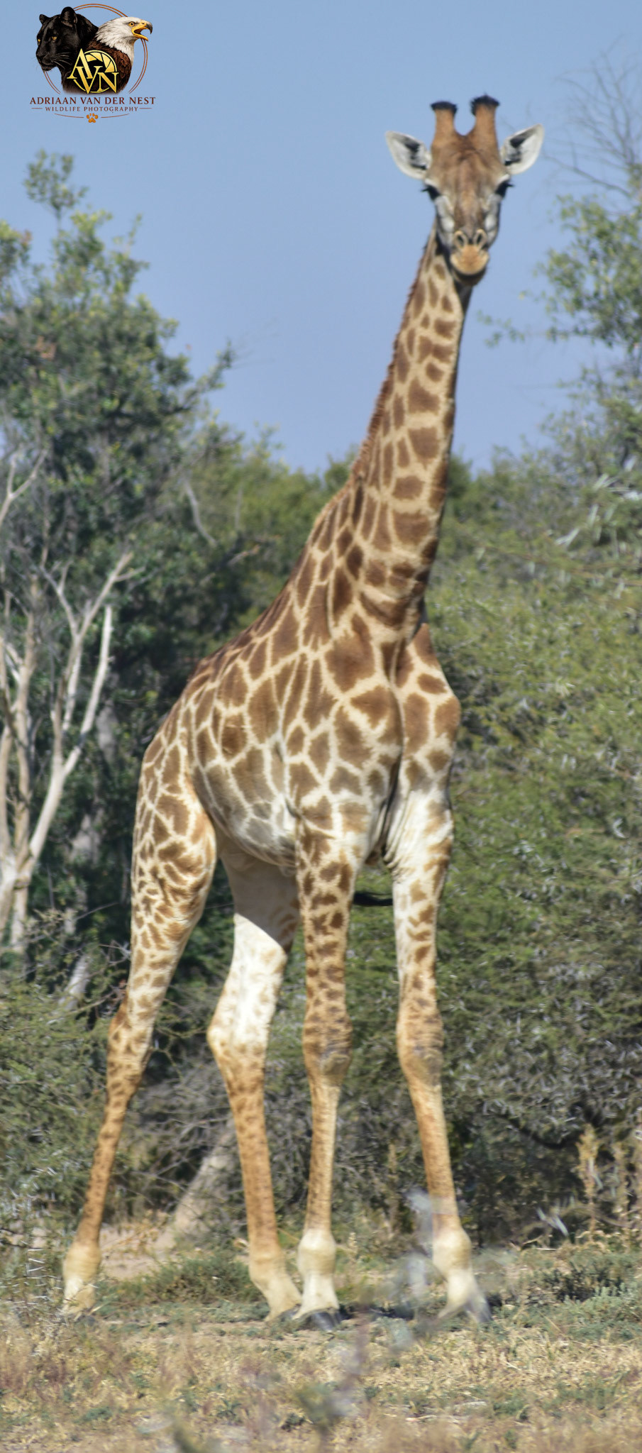 Giraffe/Kameelperd