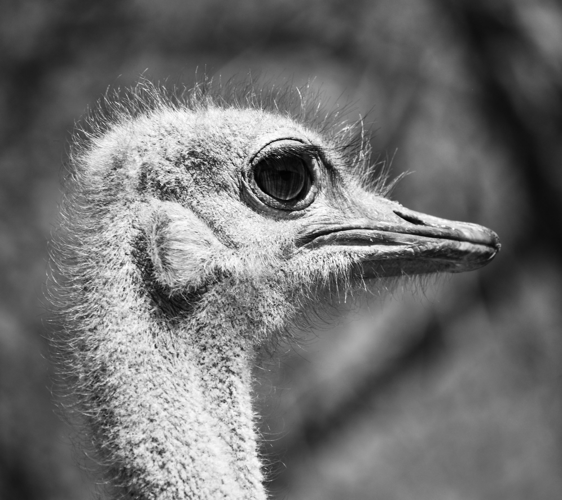 Ostrich